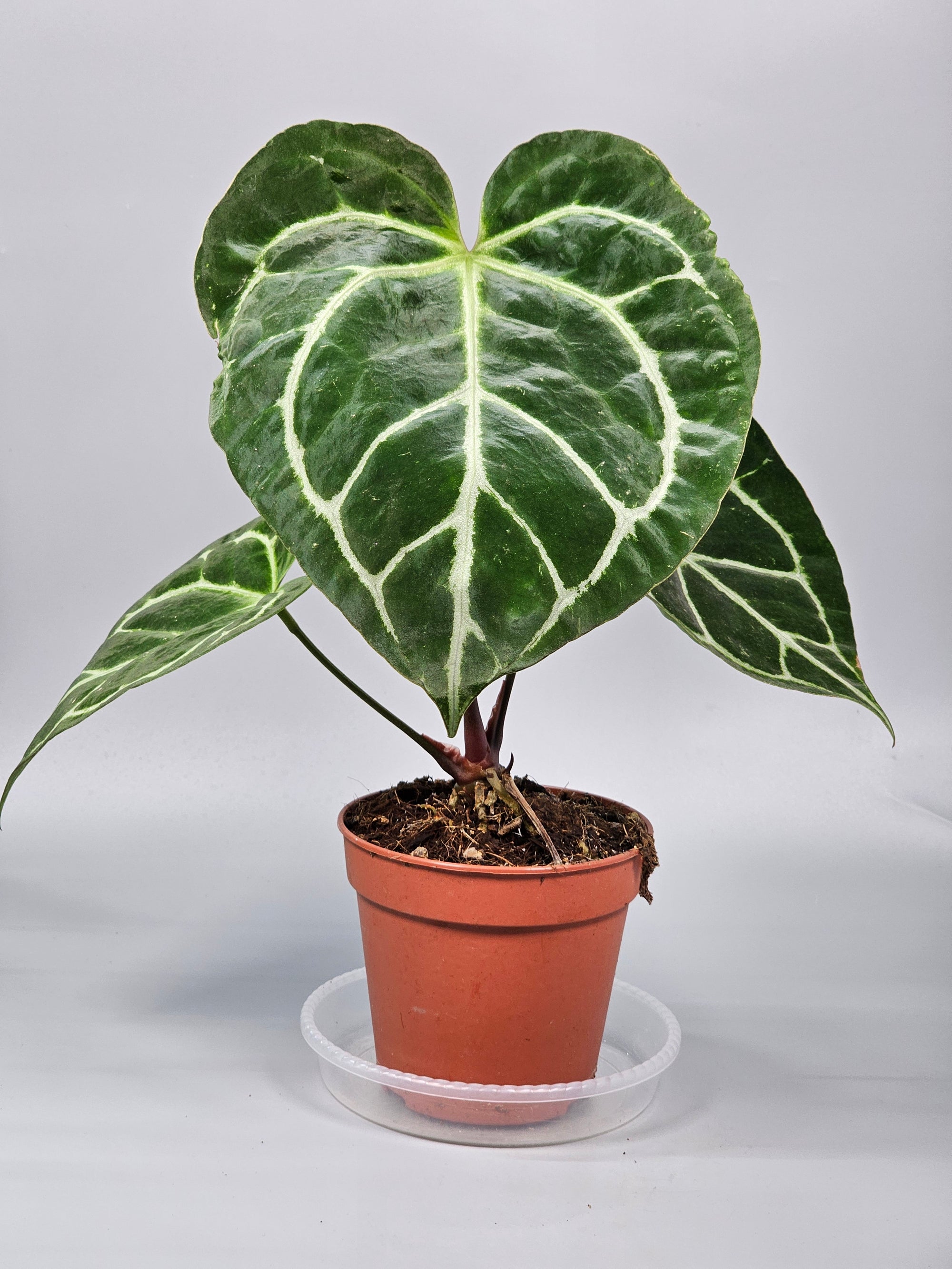 Anthurium Crystallinum - E | Rare Houseplants