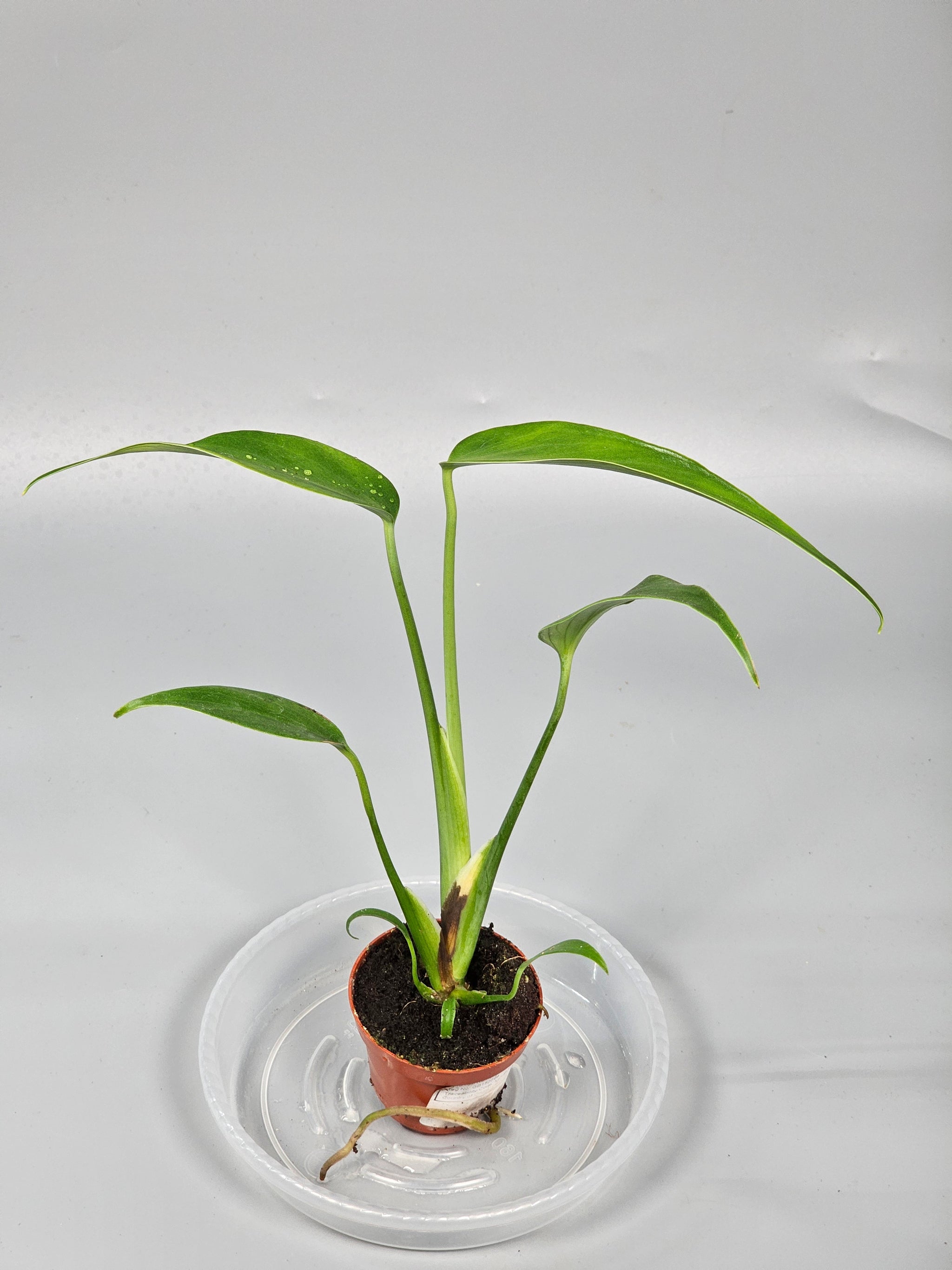 Monstera 'burle Marx Flame' - X | Rare Houseplants
