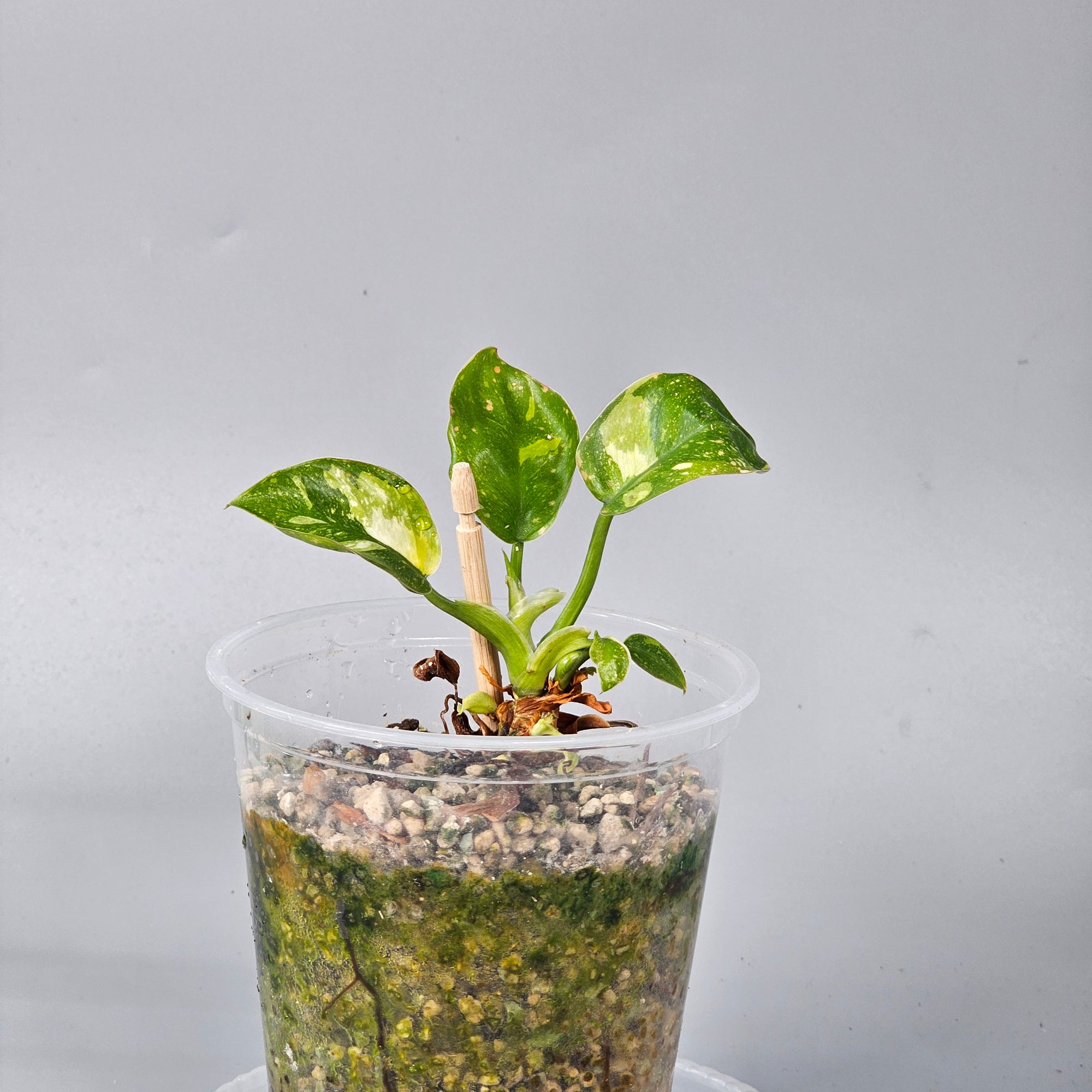 Philodendron Green Congo variegated