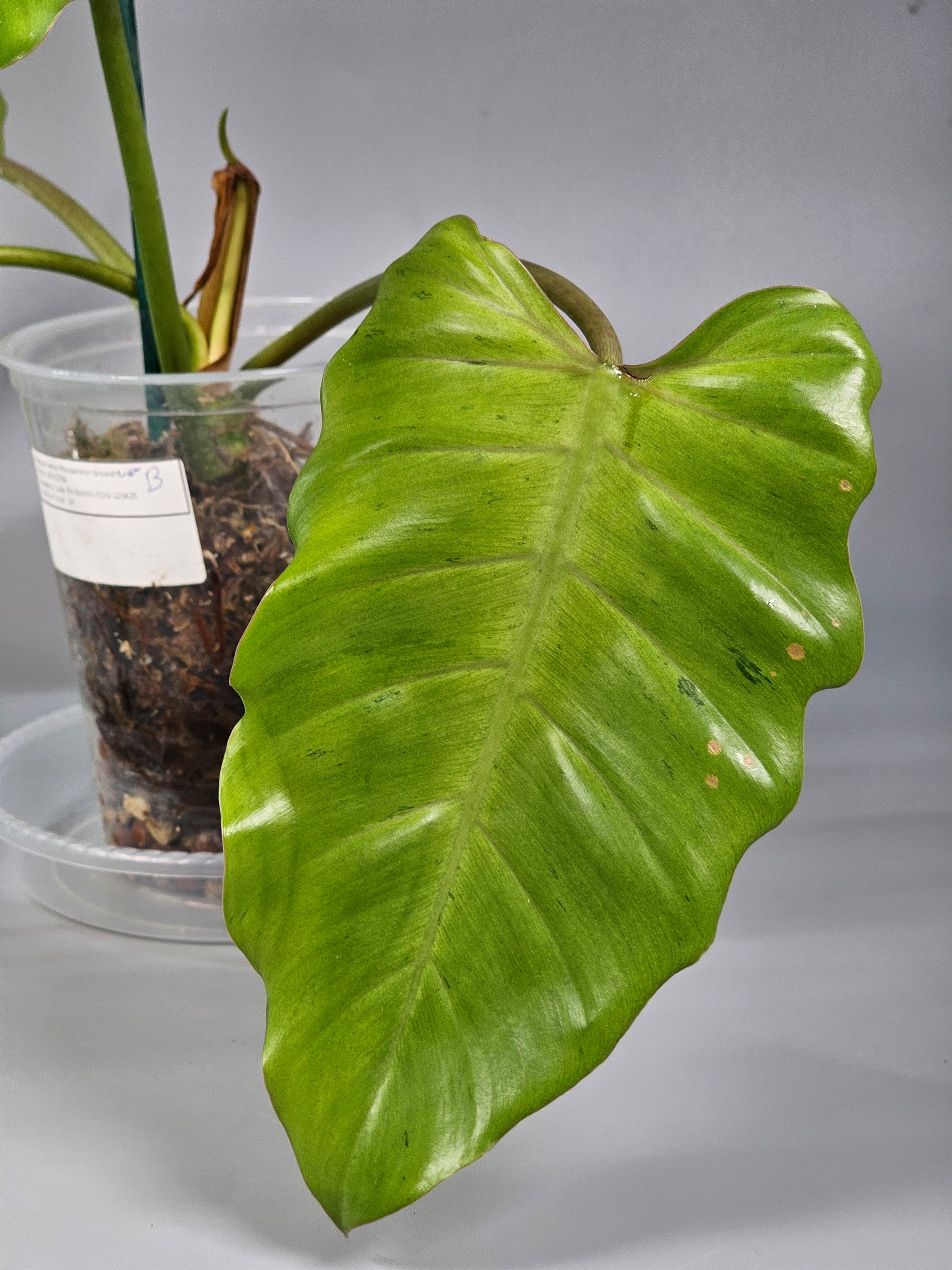 Philodendron Snowdrift - B | Rare Houseplants