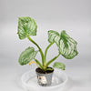 Philodendron Mamei - J | Rare Houseplants