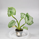 Philodendron Mamei - J | Rare Houseplants