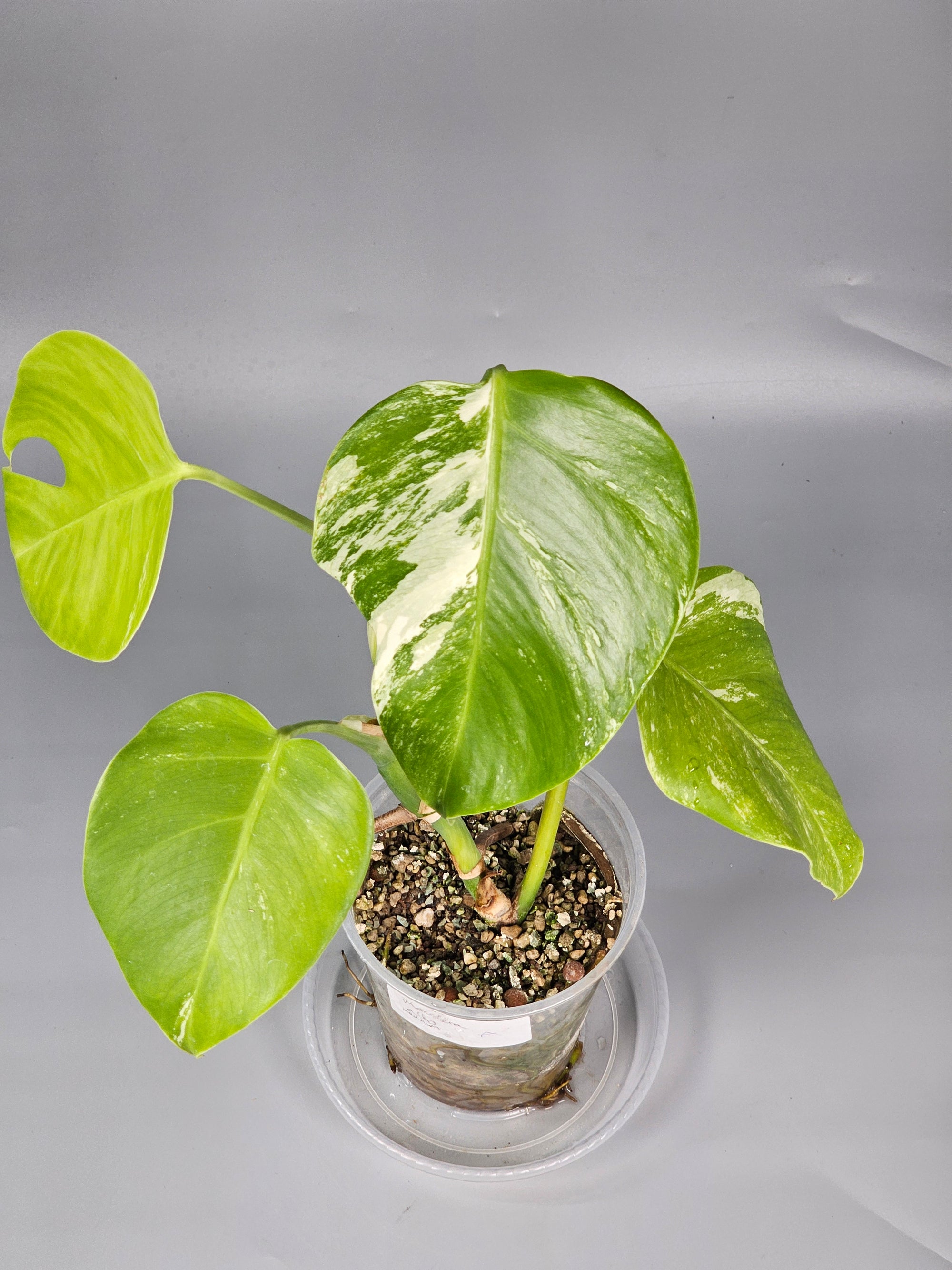 Monstera Albo Medium - A | Rare Houseplants