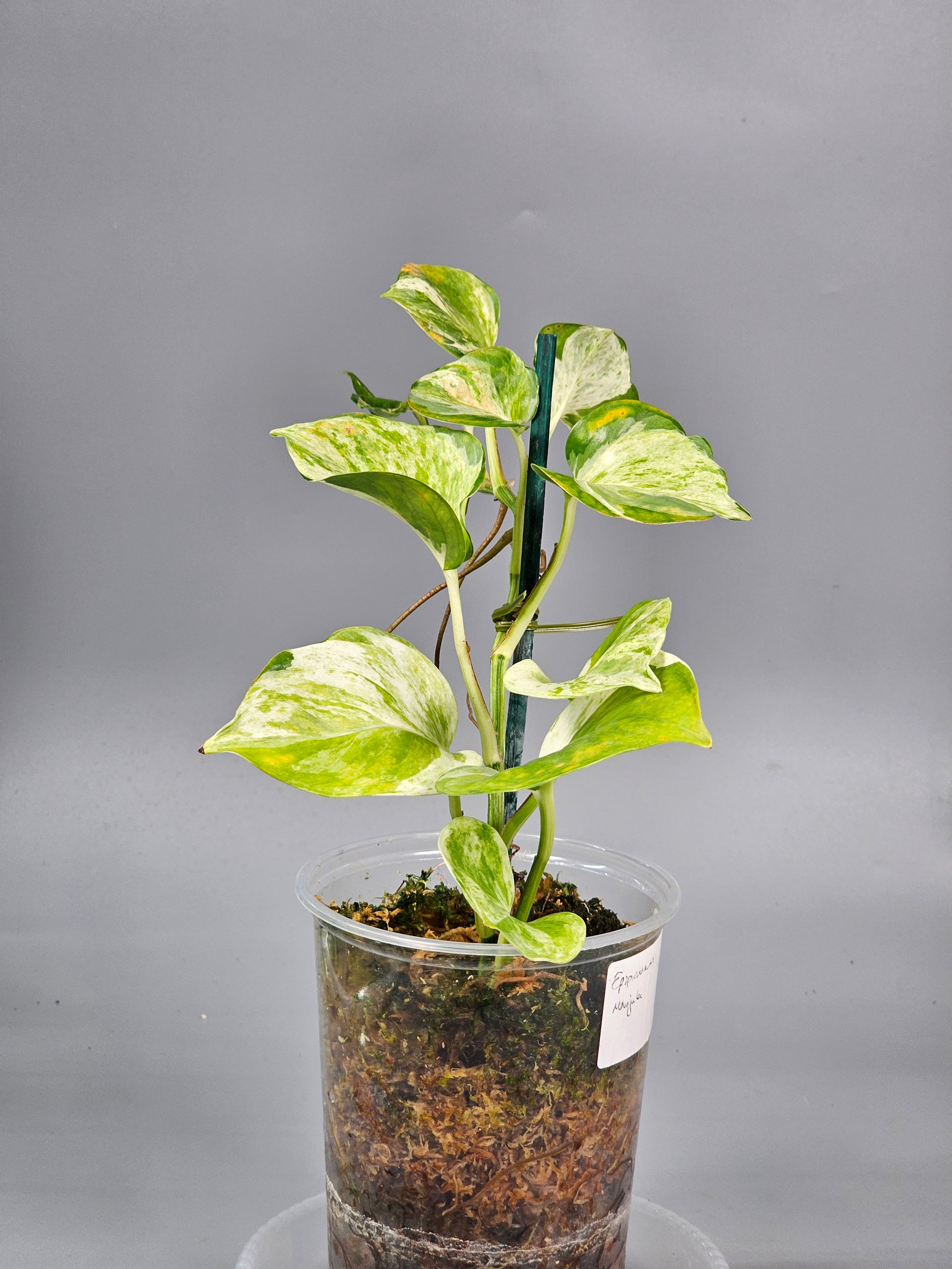 Epipremnum Aureum Manjula - A | Rare Houseplants