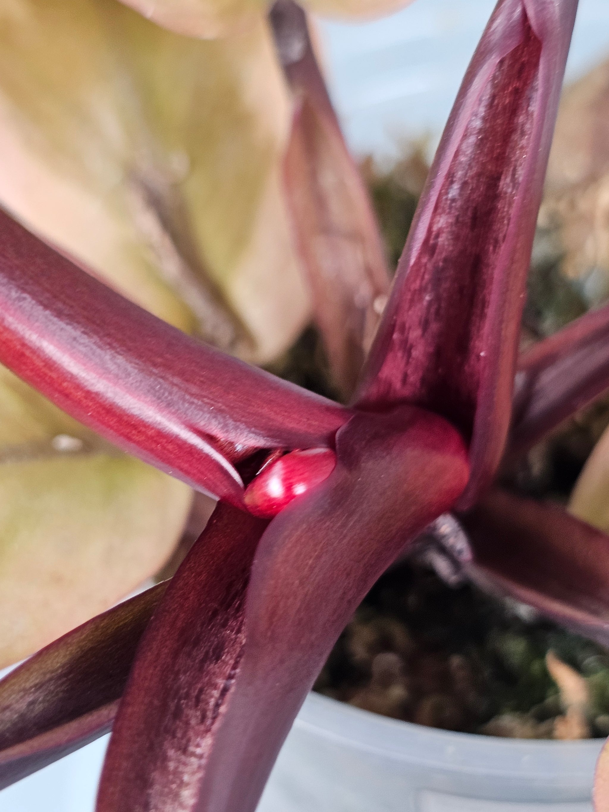 Philodendron Black Cardinal  Variegata No.2 Small - A | Rare Houseplants