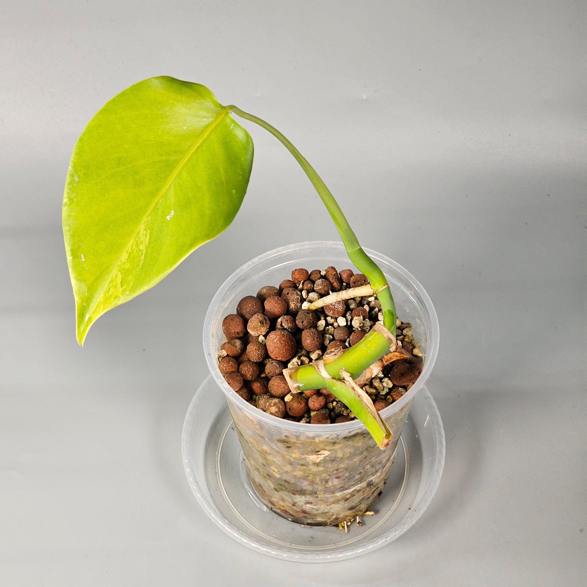 Monstera Aurea 1 leaf light variegation