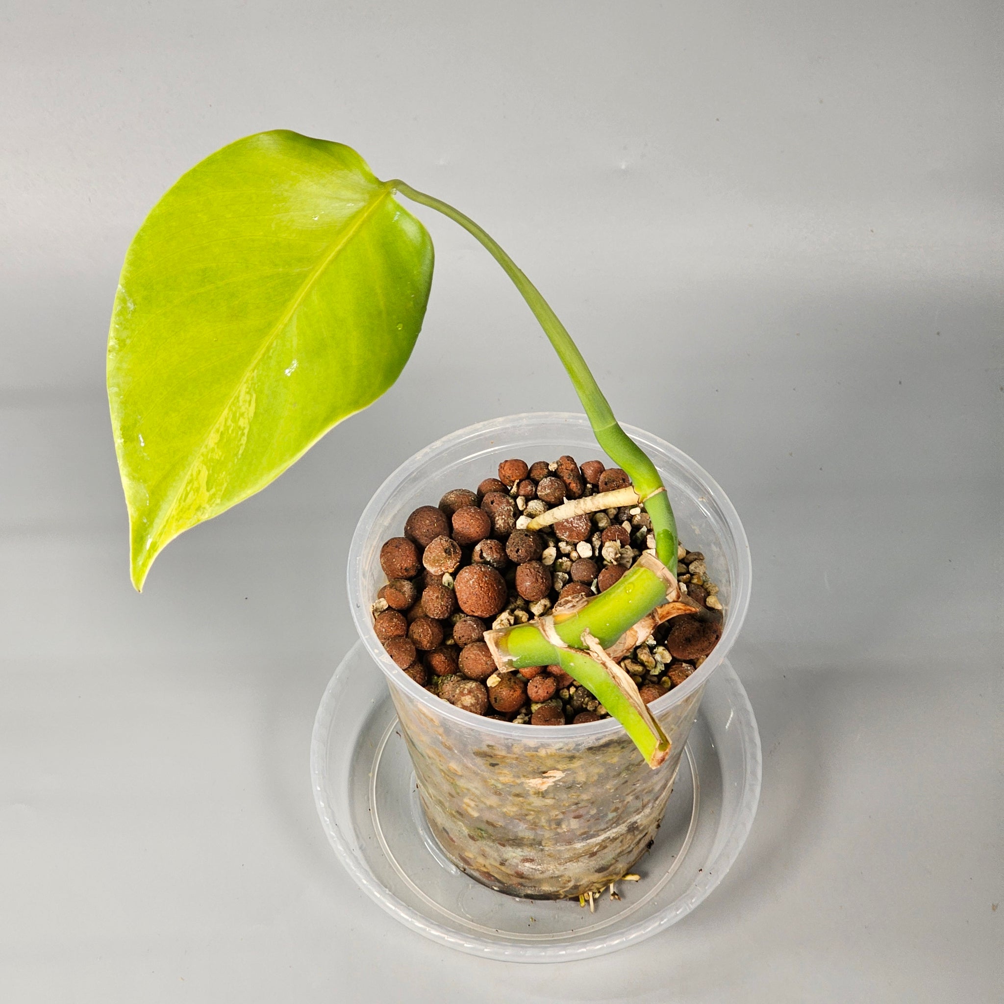Monstera Aurea 1 leaf light variegation