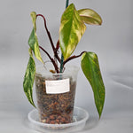 Philodendron Erubescens Red Emerald Marbled - A | Rare Houseplants