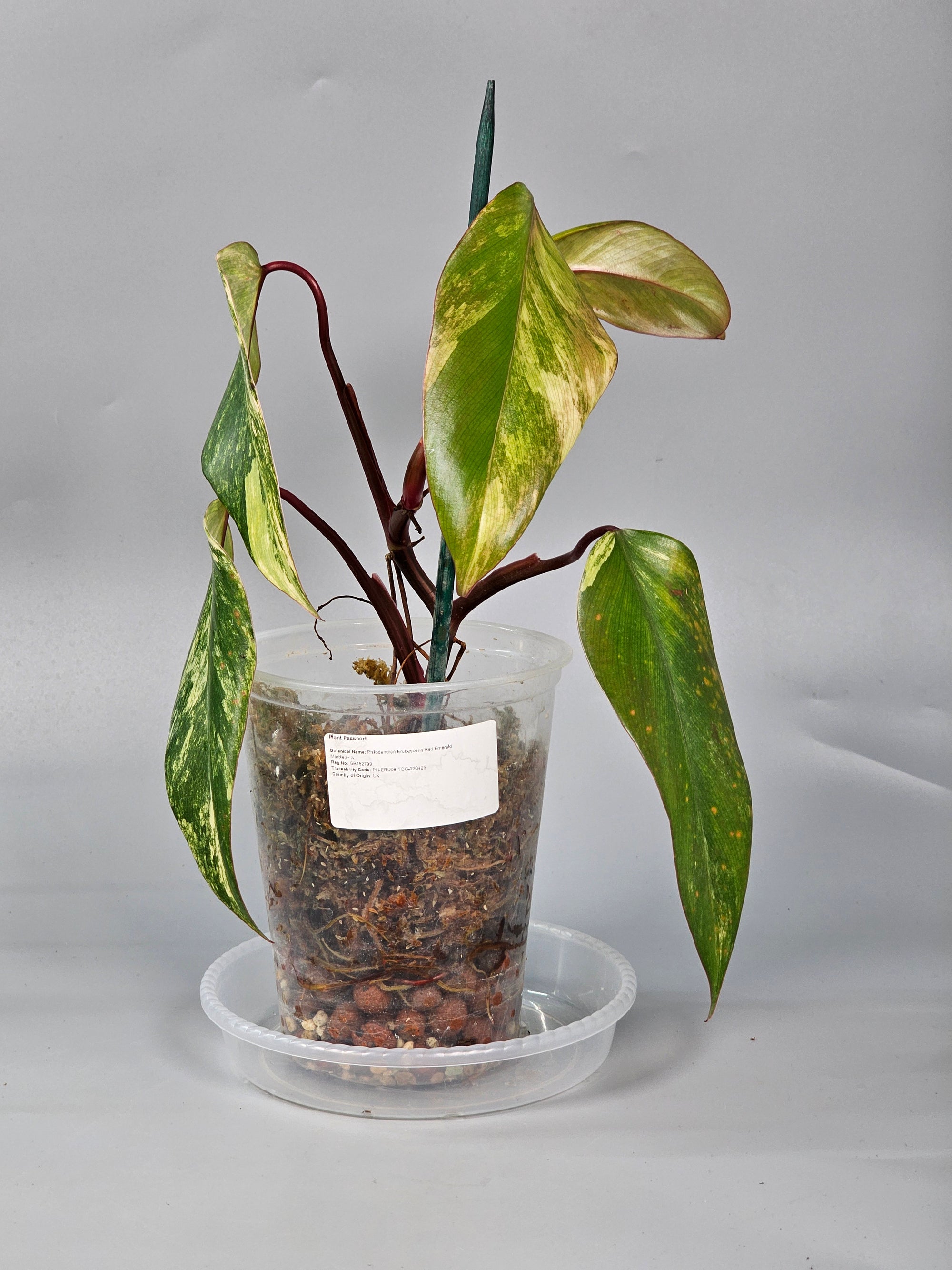 Philodendron Erubescens Red Emerald Marbled - A | Rare Houseplants