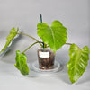 Philodendron Snowdrift - B | Rare Houseplants
