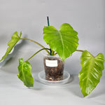 Philodendron Snowdrift - B | Rare Houseplants