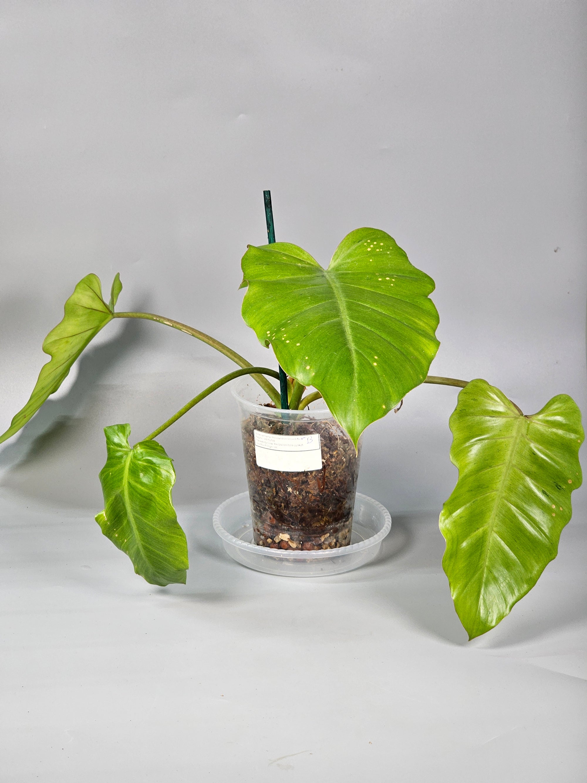 Philodendron Snowdrift - B | Rare Houseplants