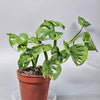 Monstera Adansonii 'variegata' - C | Rare Houseplants