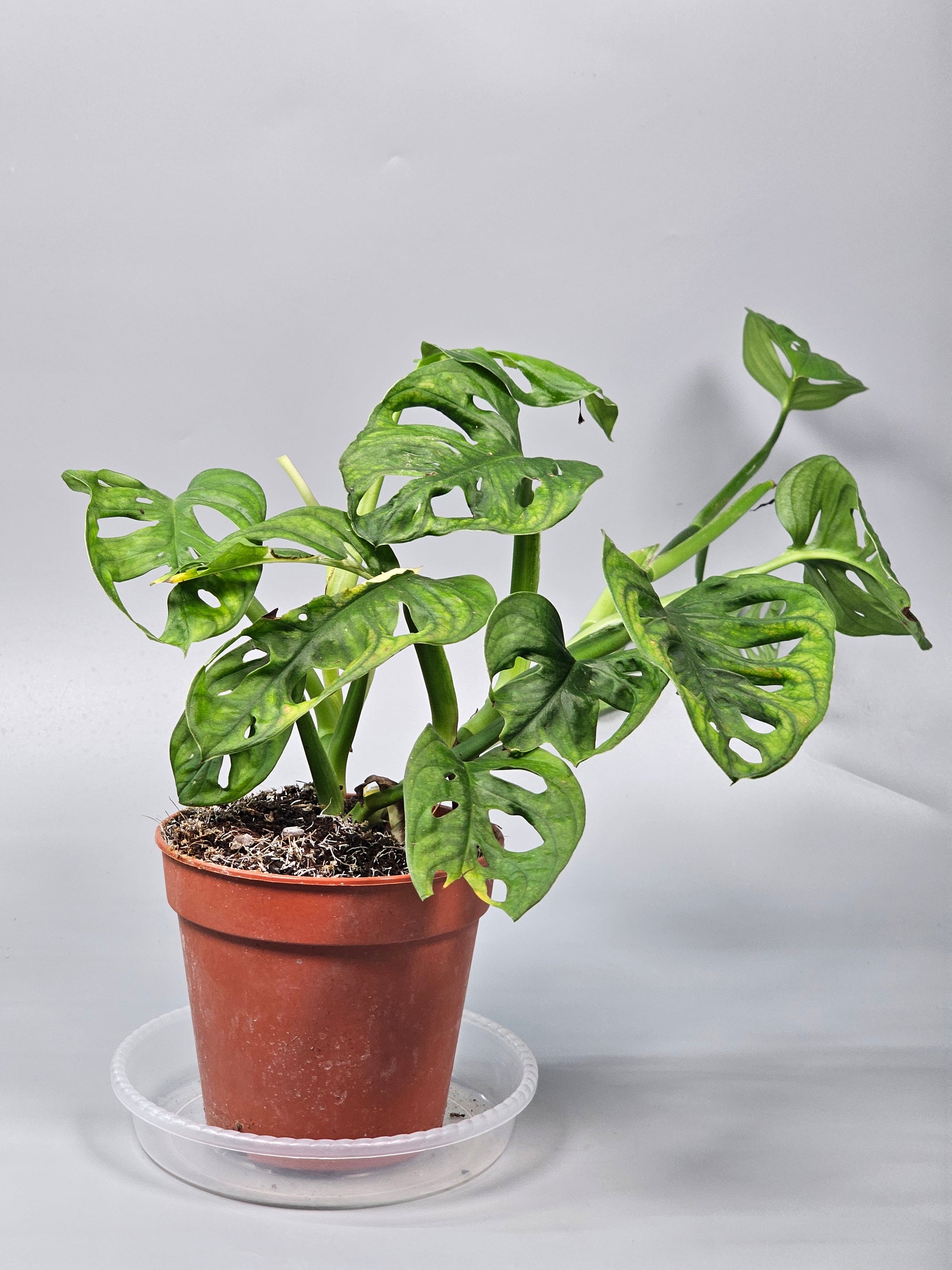 Monstera Adansonii 'variegata' - C | Rare Houseplants