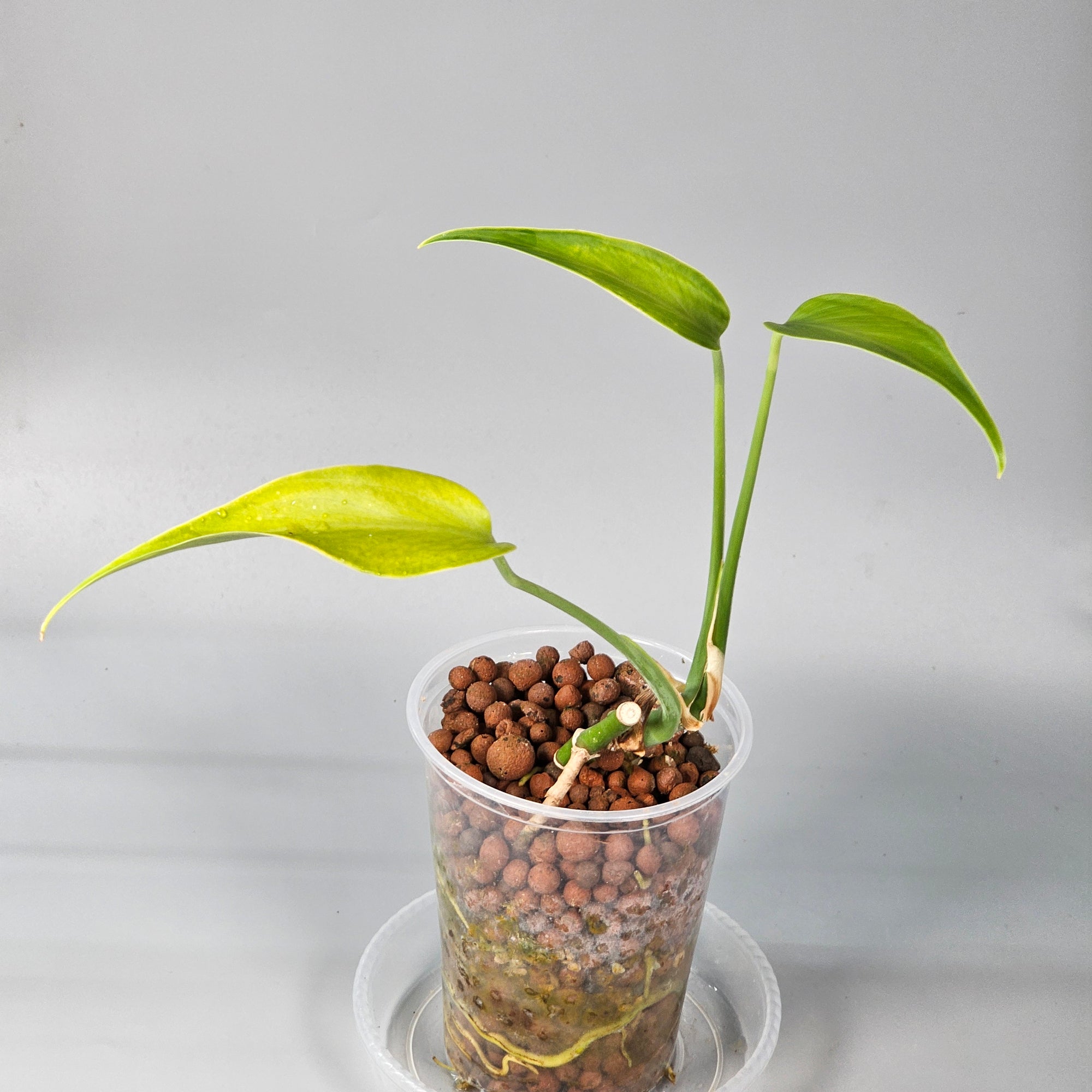 Monstera Burle Marx Flame