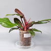 Philodendron Cherry Red - A | Rare Houseplants