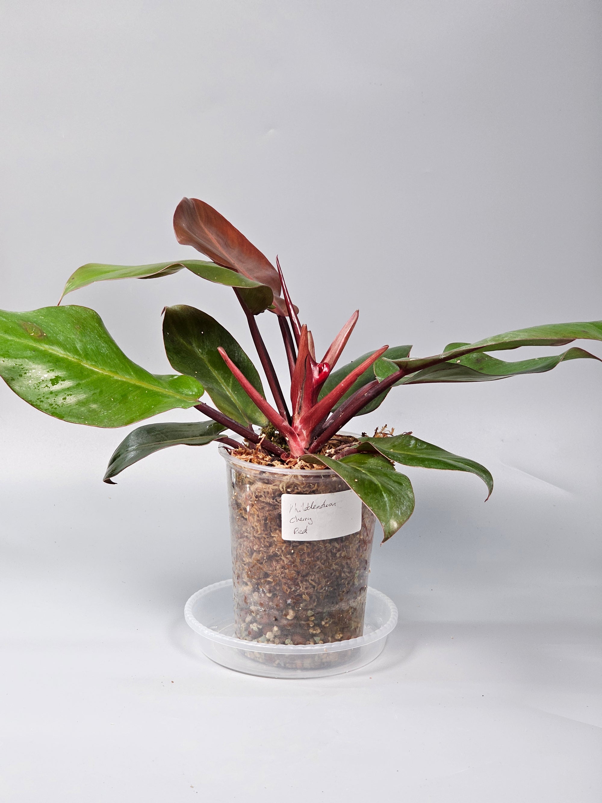 Philodendron Cherry Red - A | Rare Houseplants