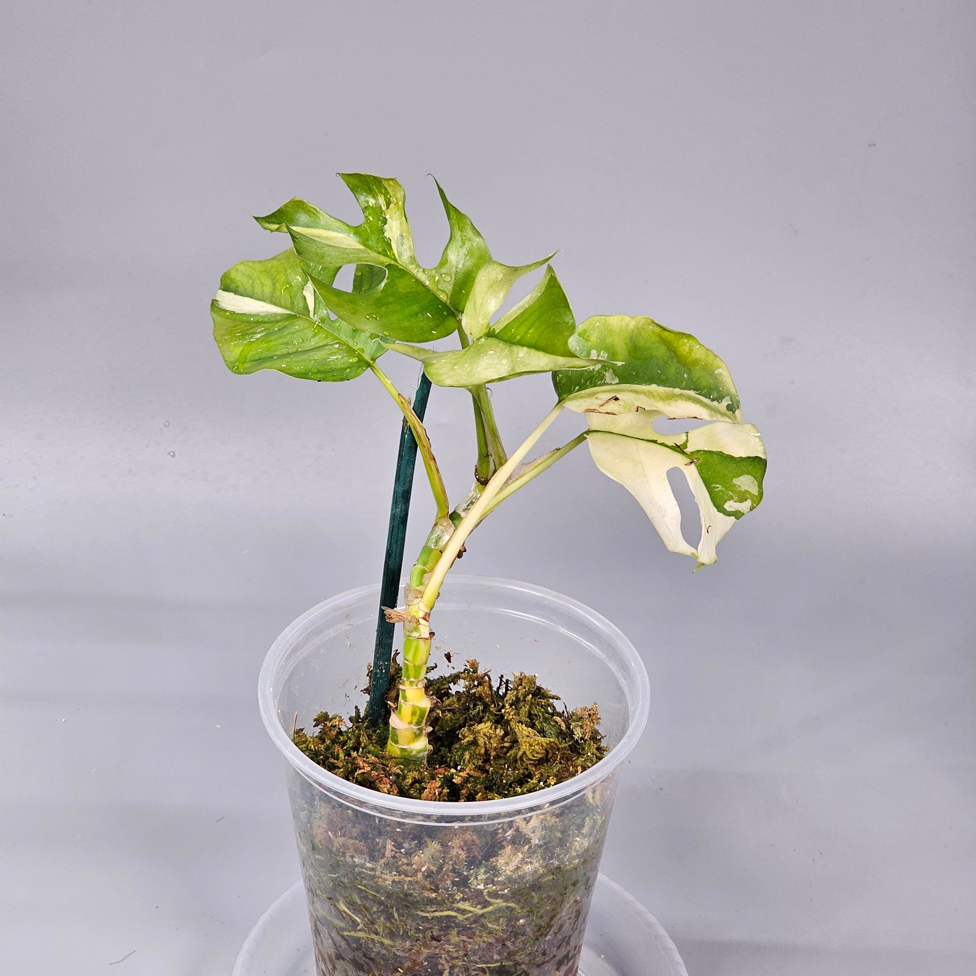Rhapidaphora Tetrasperma