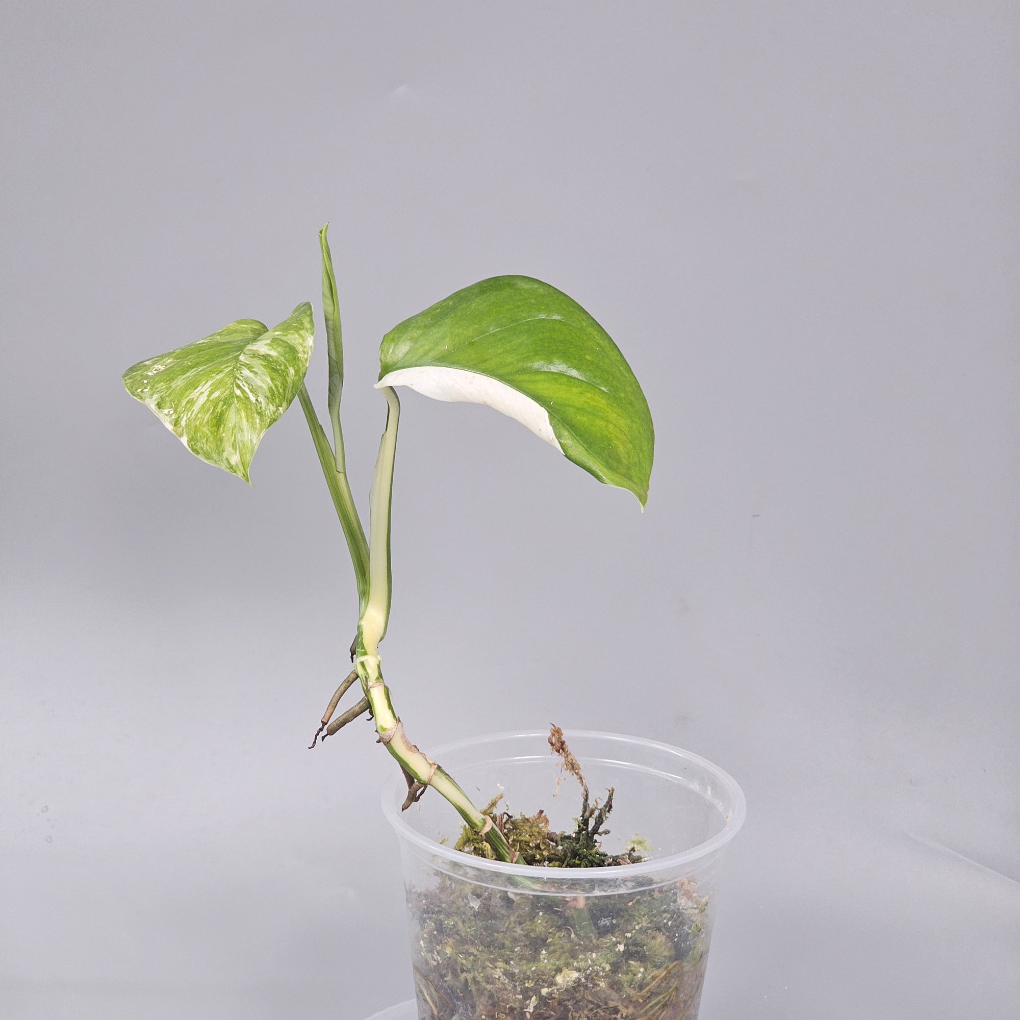 Monstera Lechleriana Variegated