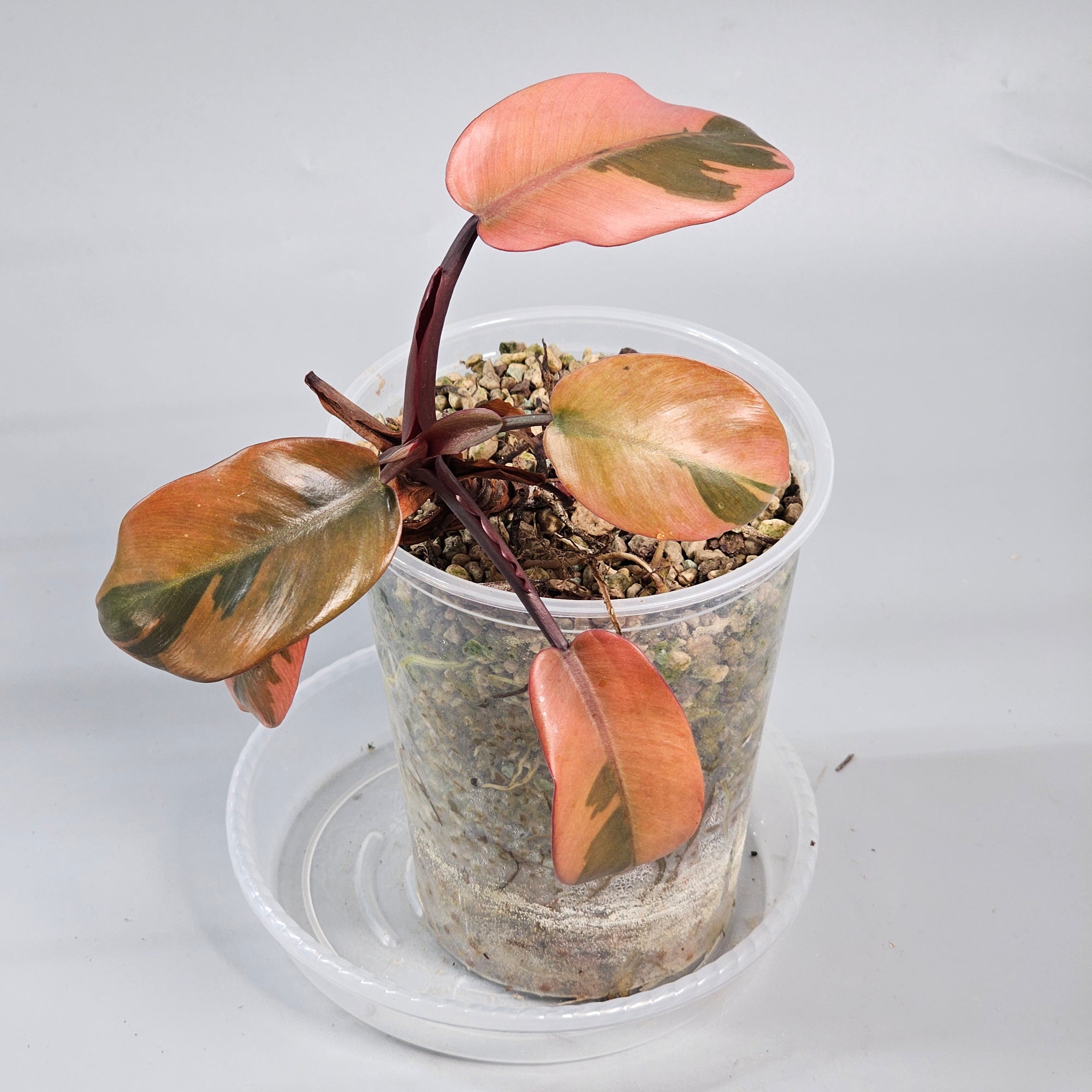 Philodendron black cardinal variegated 1