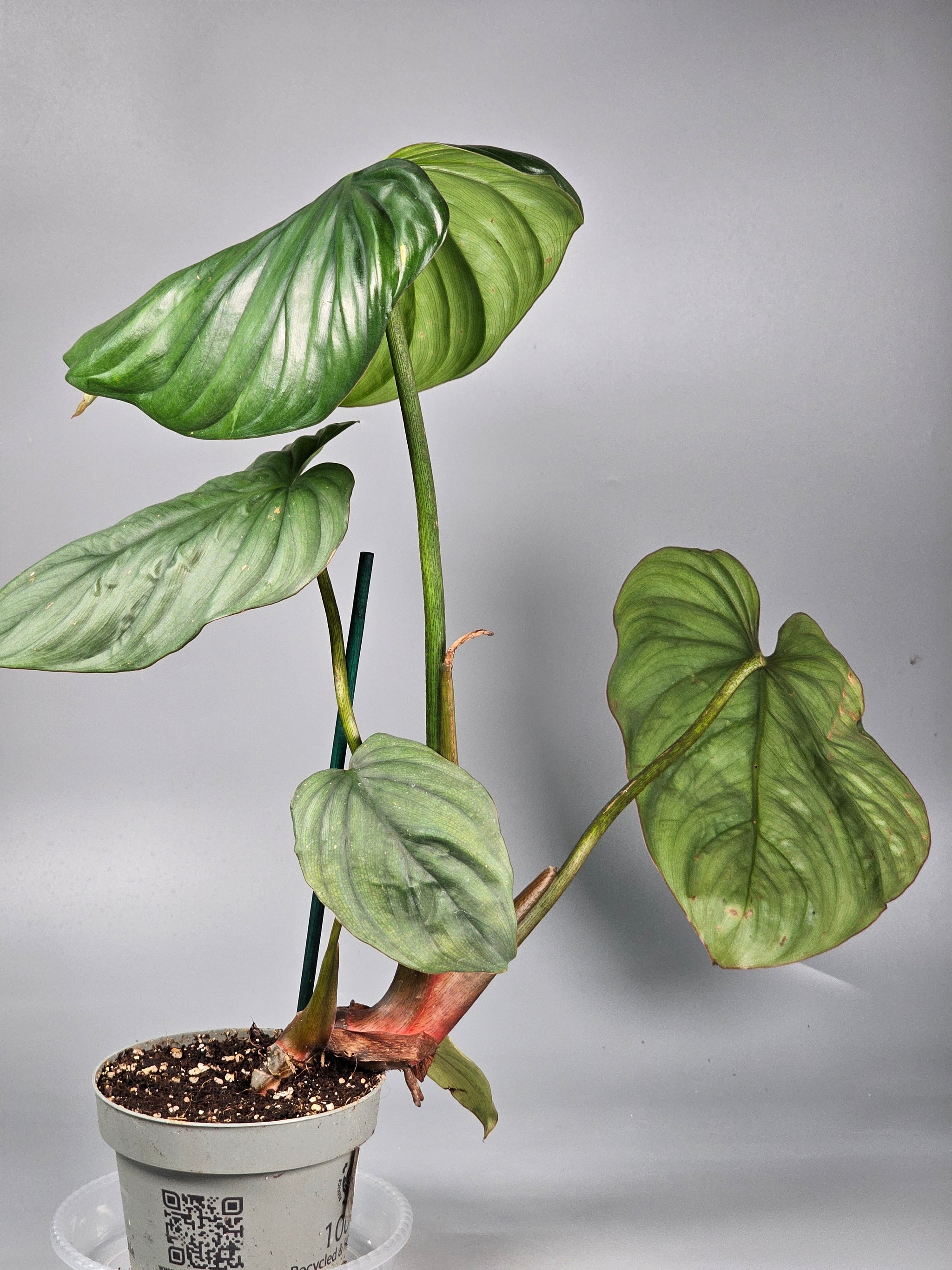 Philodendron Sp Colombia - G | Rare Houseplants