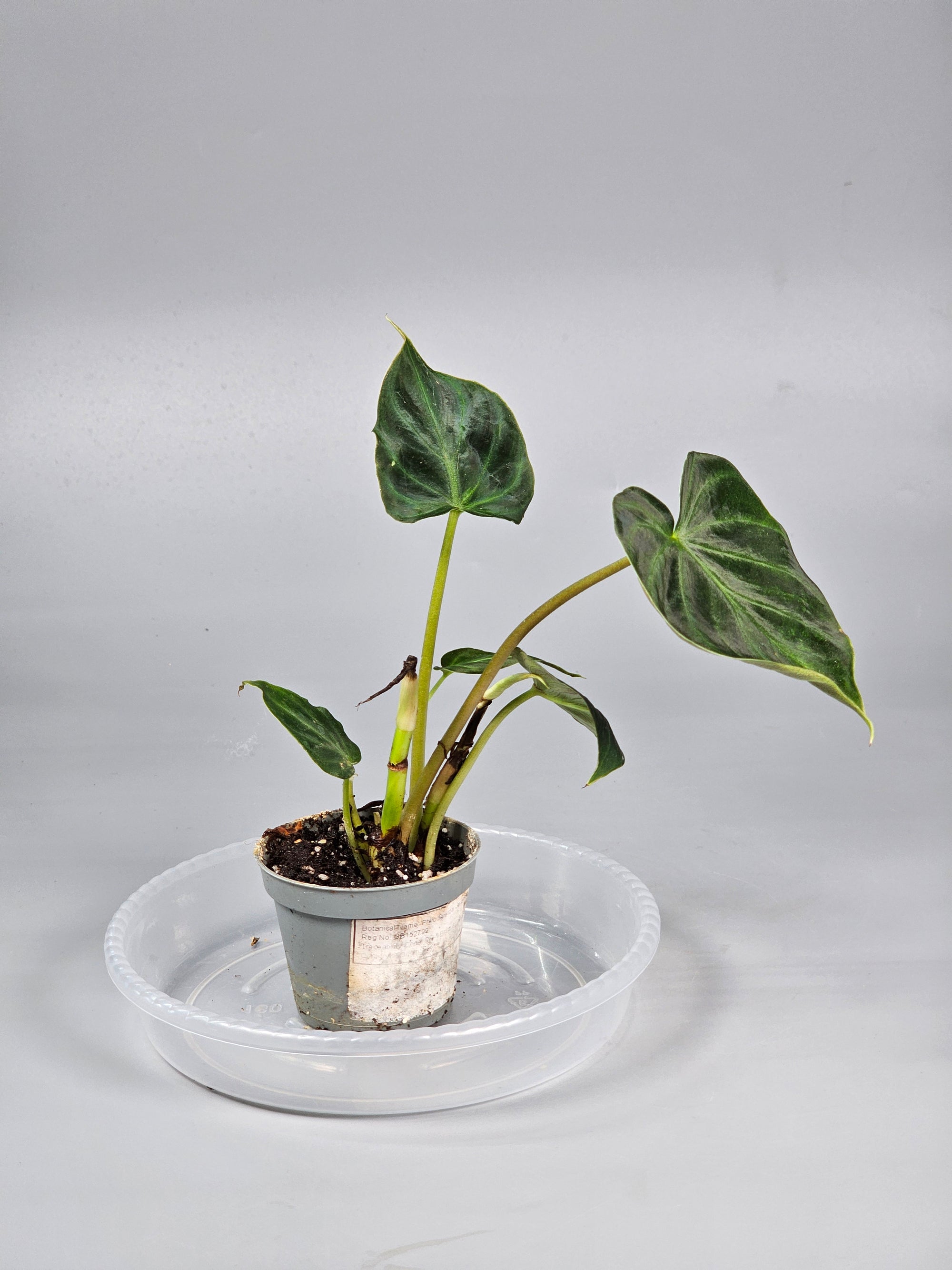 Philodendron Verrucosum - D | Rare Houseplants