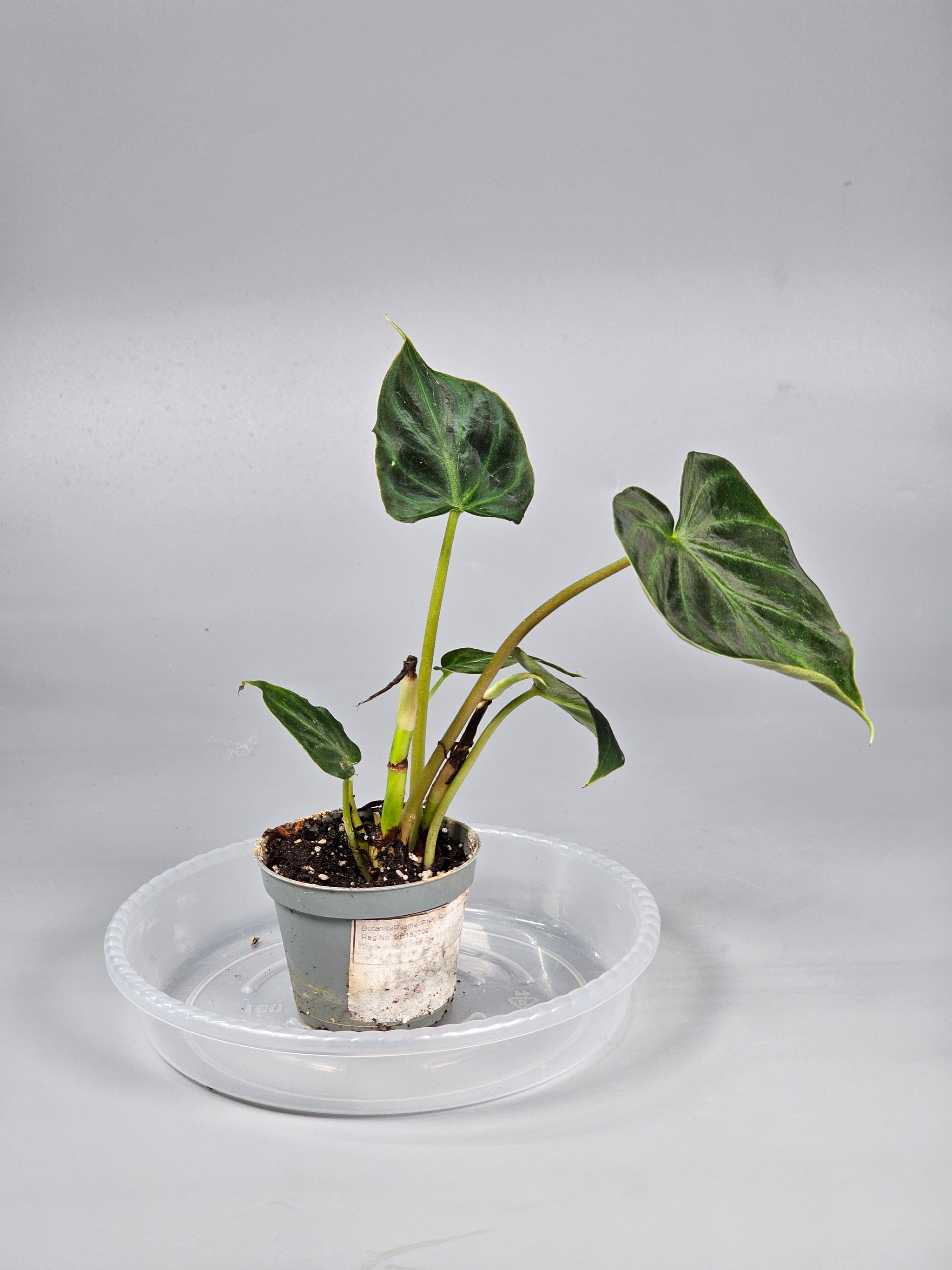 Philodendron Verrucosum - D | Rare Houseplants