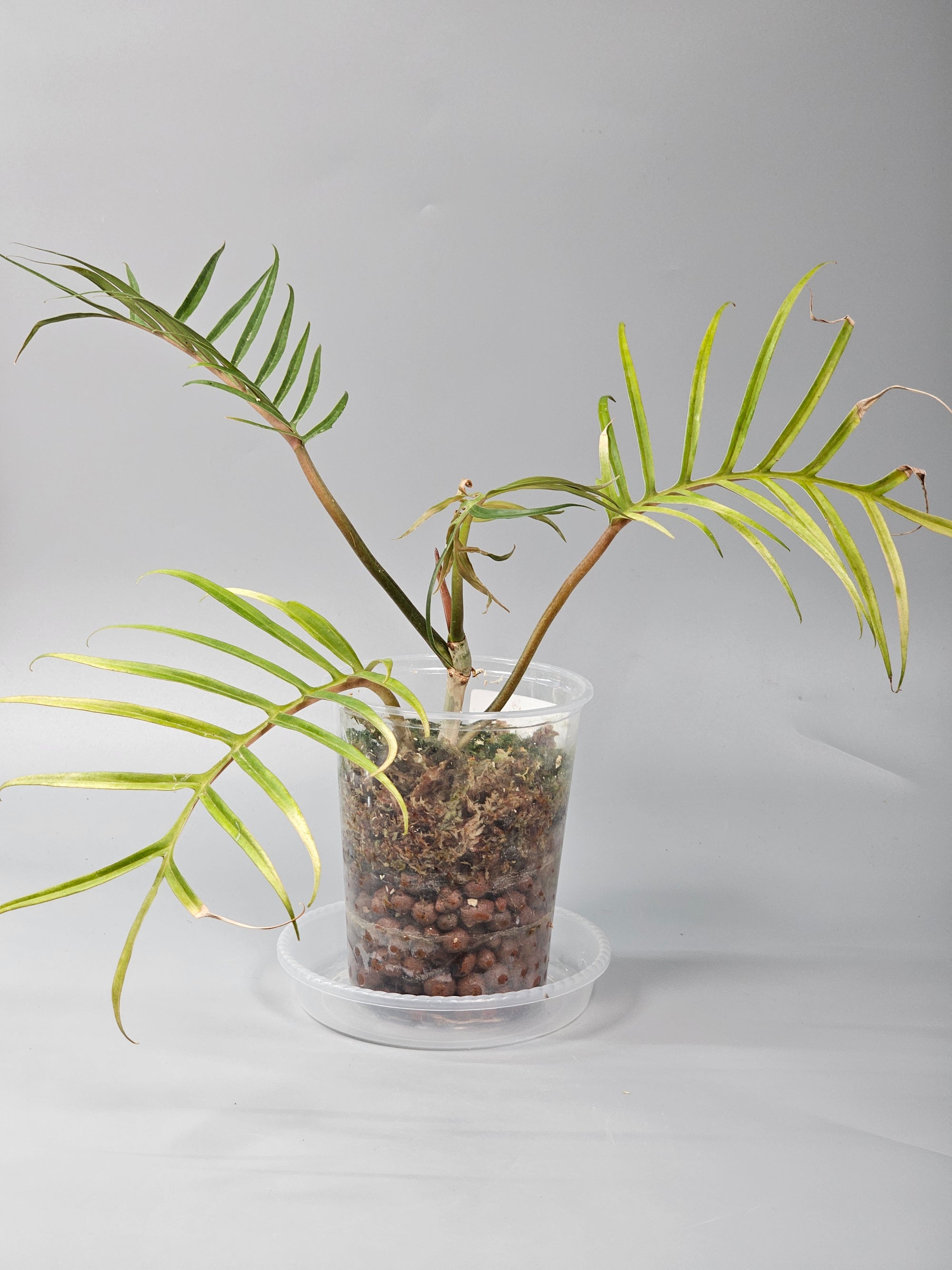 Philodendron Tortum - A | Rare Houseplants