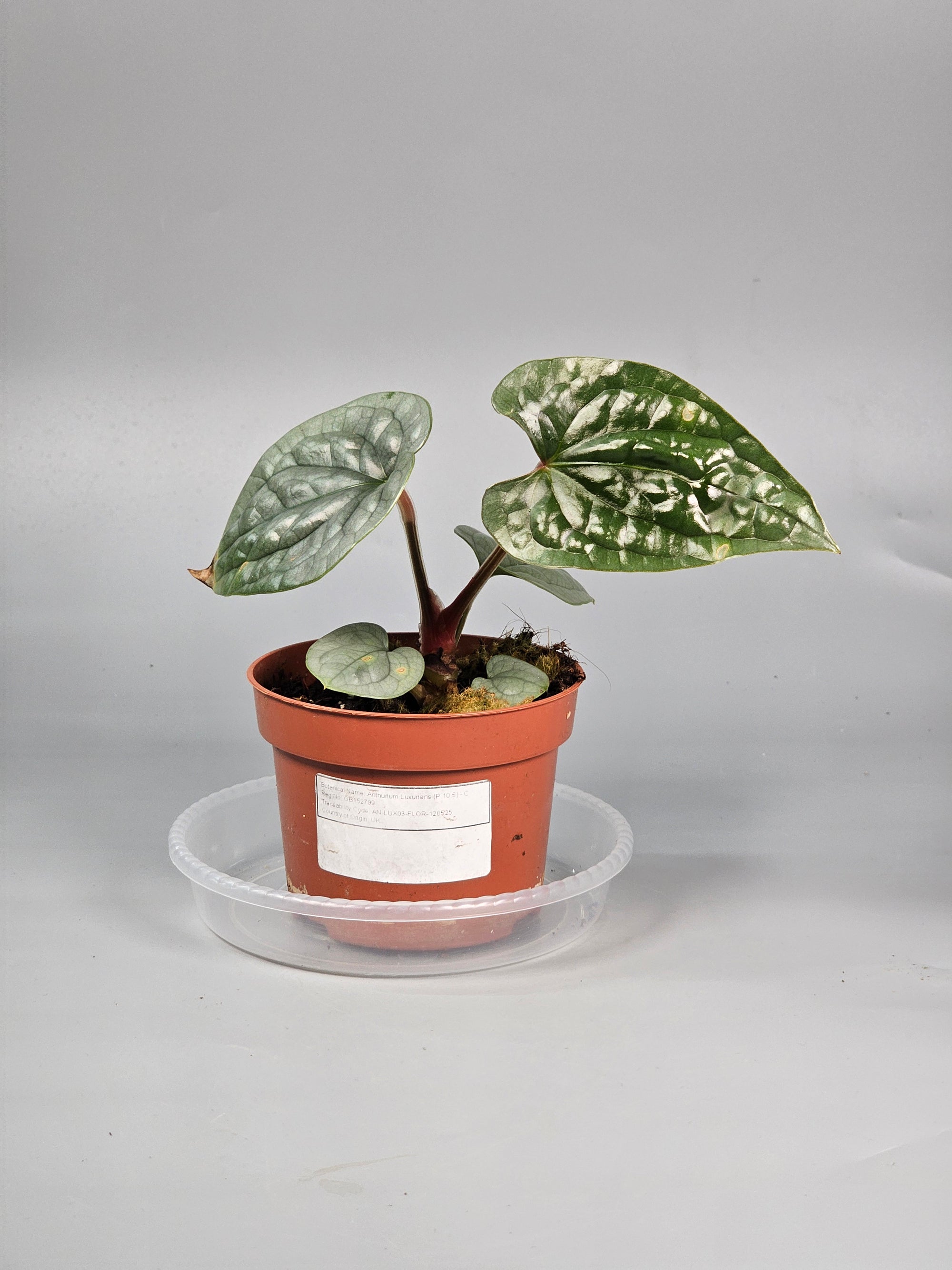 Anthurium Luxurians (p 10.5) - C | Rare Houseplants