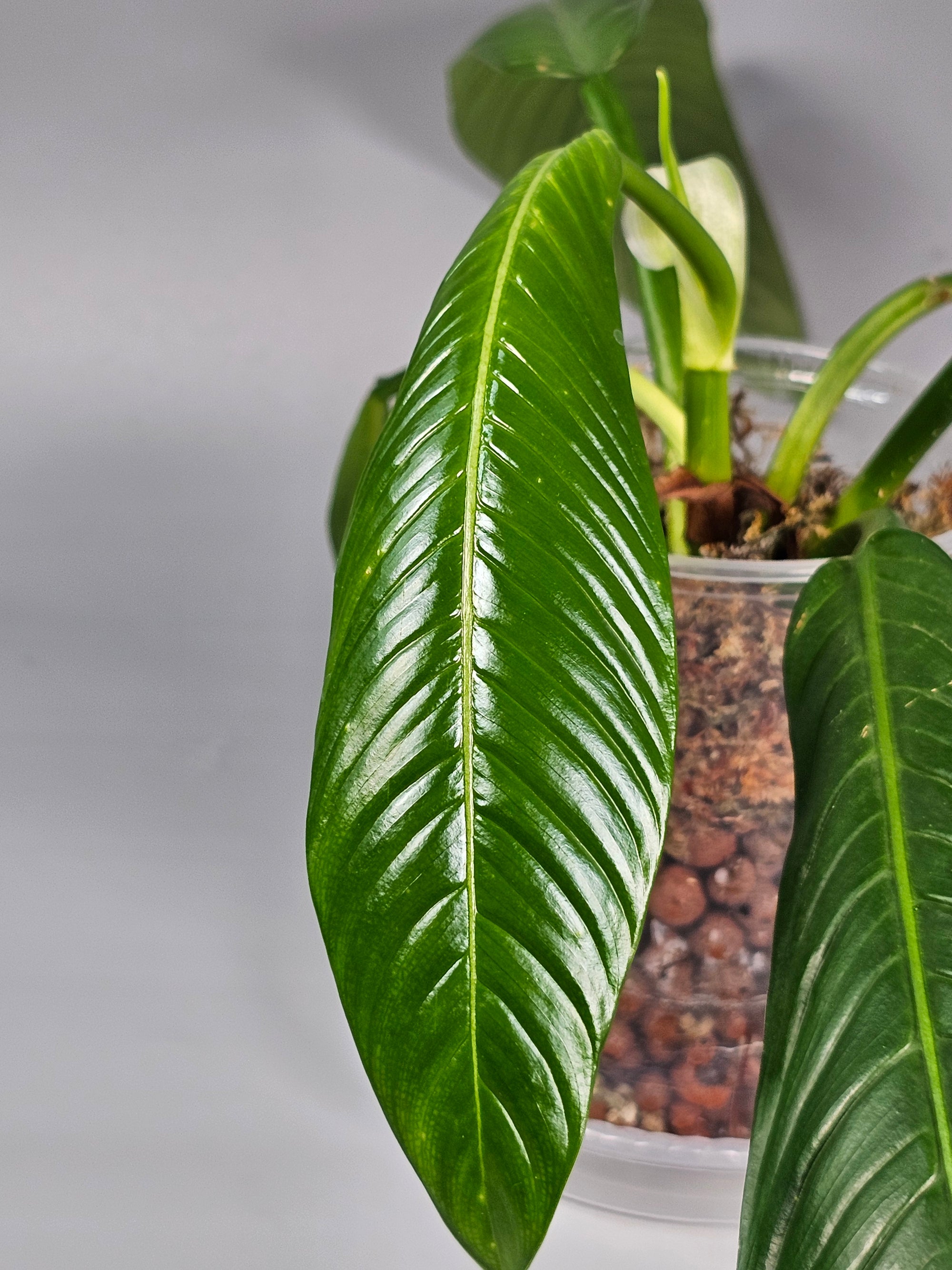 Philodendron Lynette ' Campii' - C | Rare Houseplants