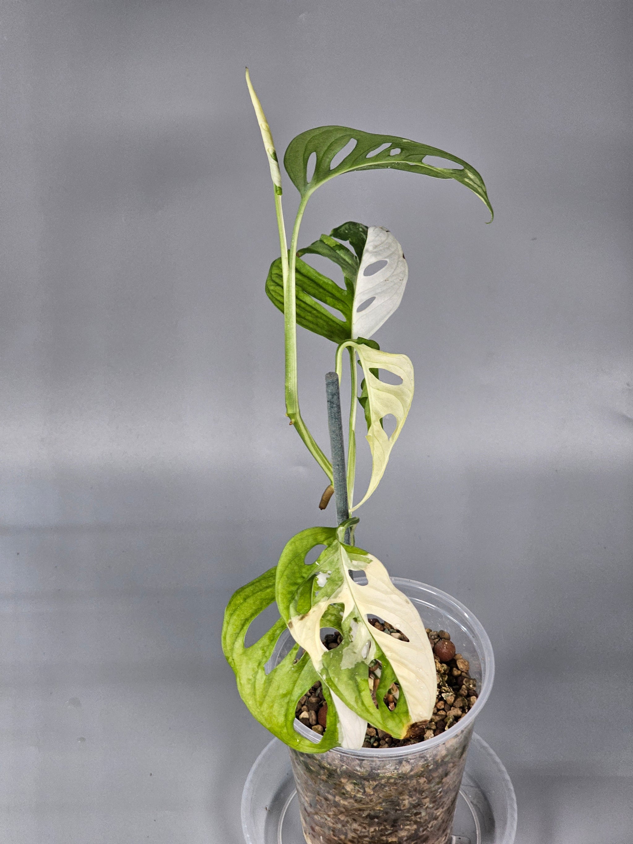 Monstera Adansonii Albo Variegated - A | Rare Houseplants