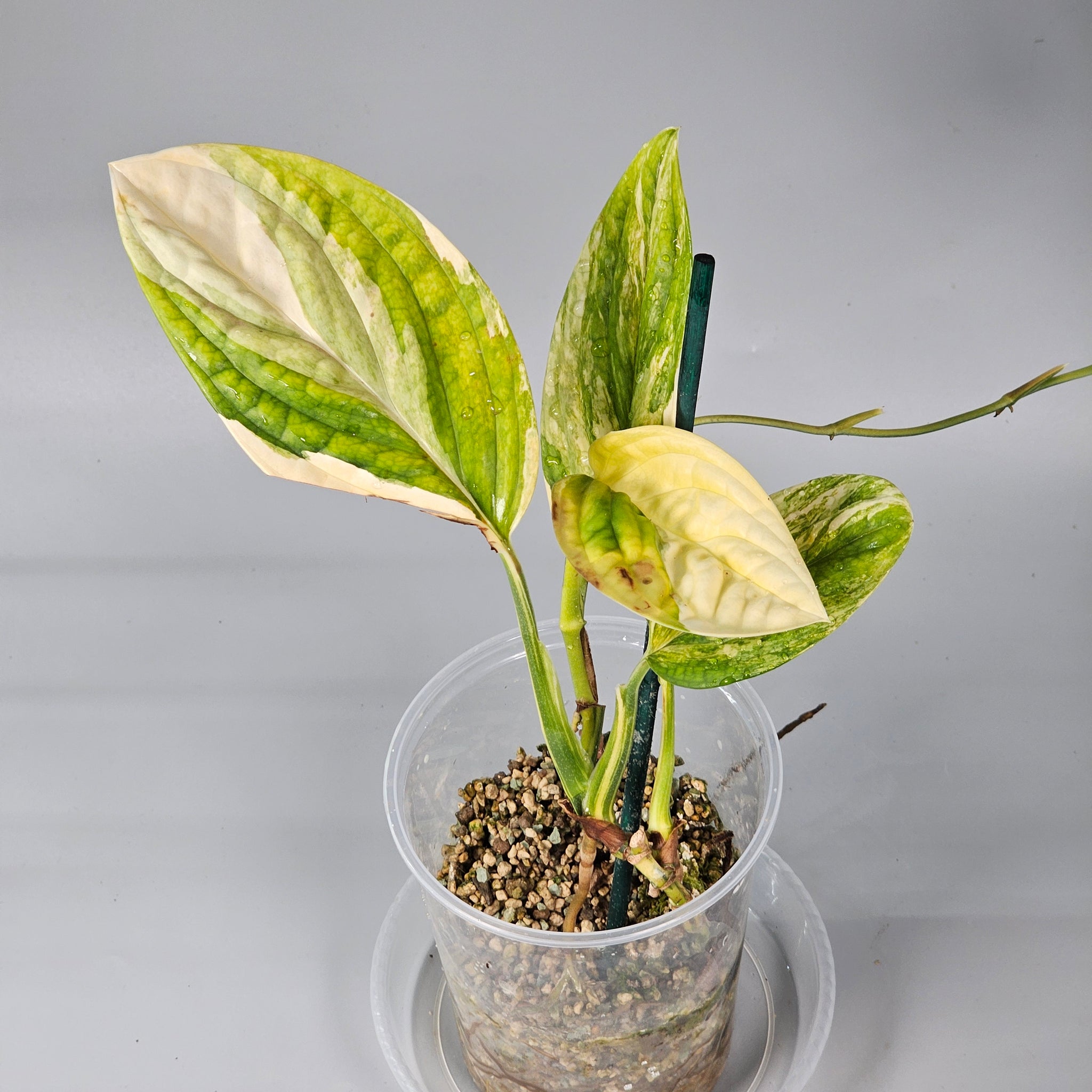 Monstera Peru Variegated