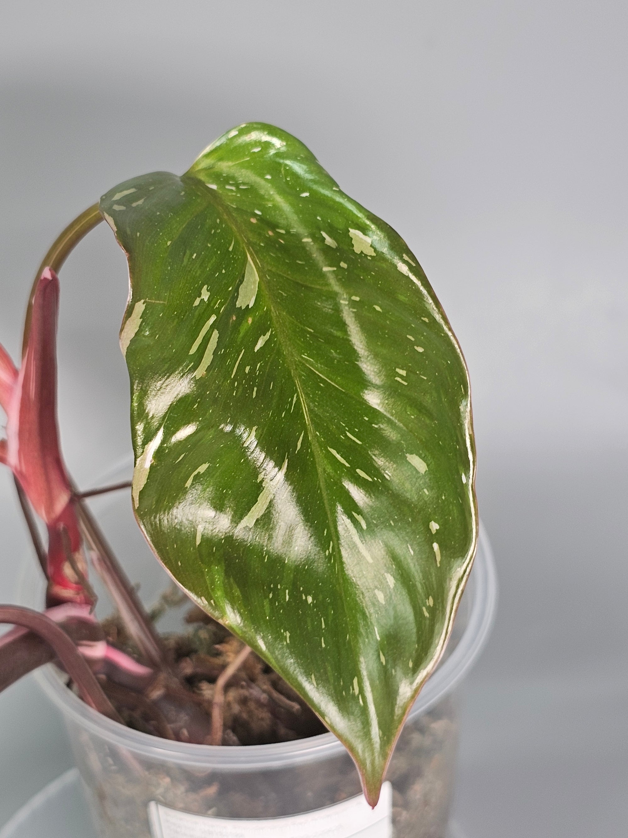 Philodendron 'red Anderson' - A | Rare Houseplants