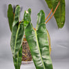 Philodendron Billietiae 'medium' - B | Rare Houseplants