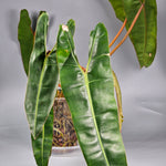 Philodendron Billietiae 'medium' - B | Rare Houseplants