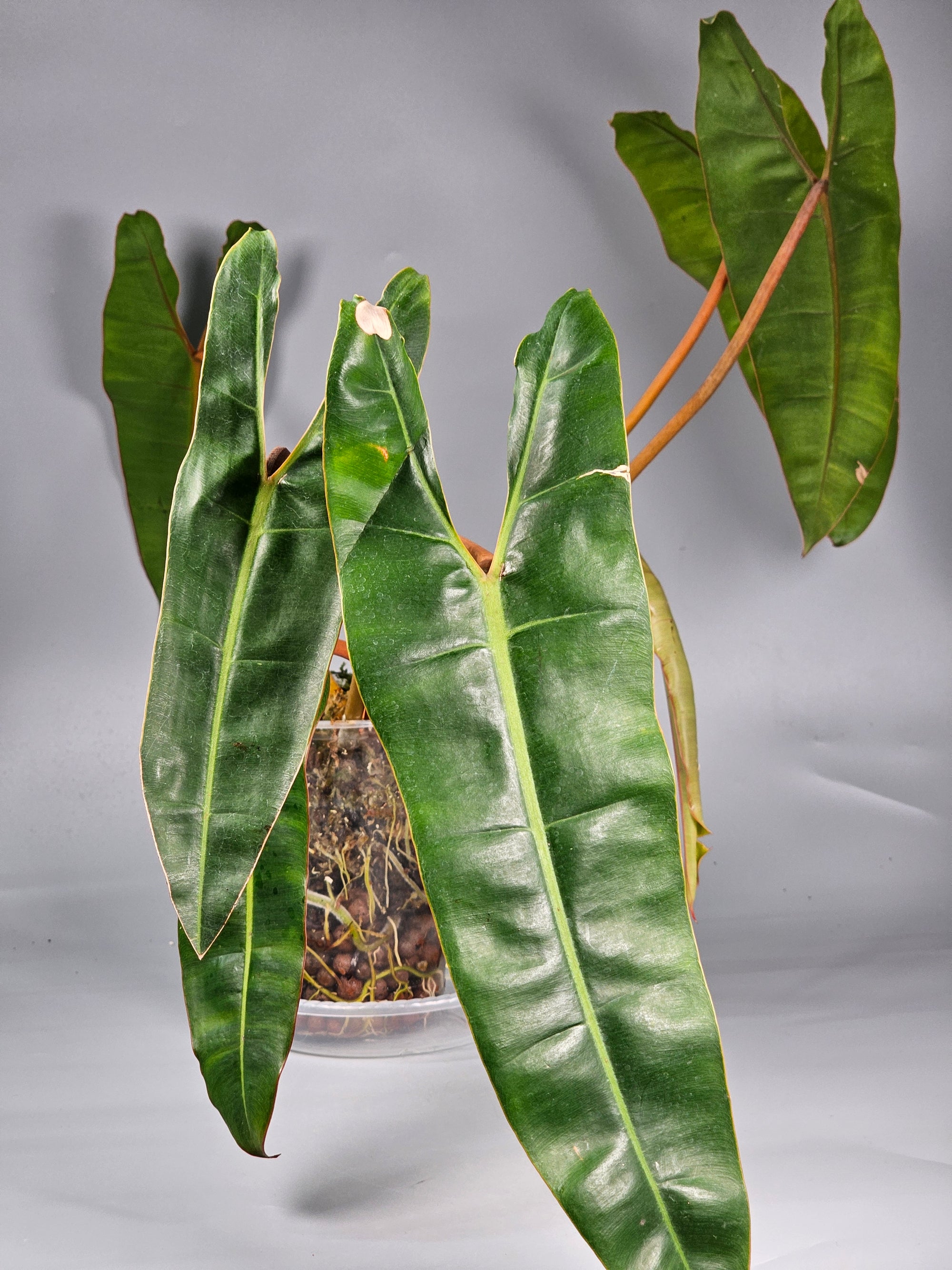 Philodendron Billietiae 'medium' - B | Rare Houseplants