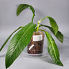 Philodendron Lynette ' Campii' - C | Rare Houseplants
