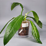 Philodendron Lynette ' Campii' - C | Rare Houseplants