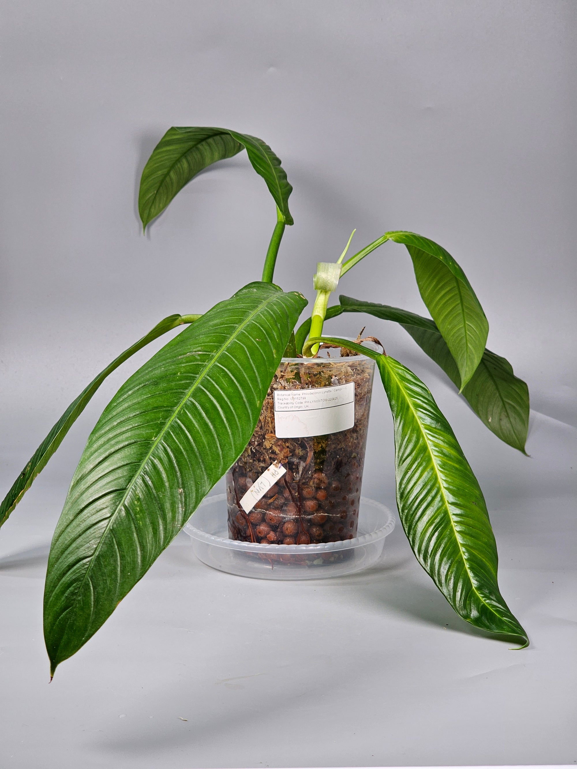 Philodendron Lynette ' Campii' - C | Rare Houseplants