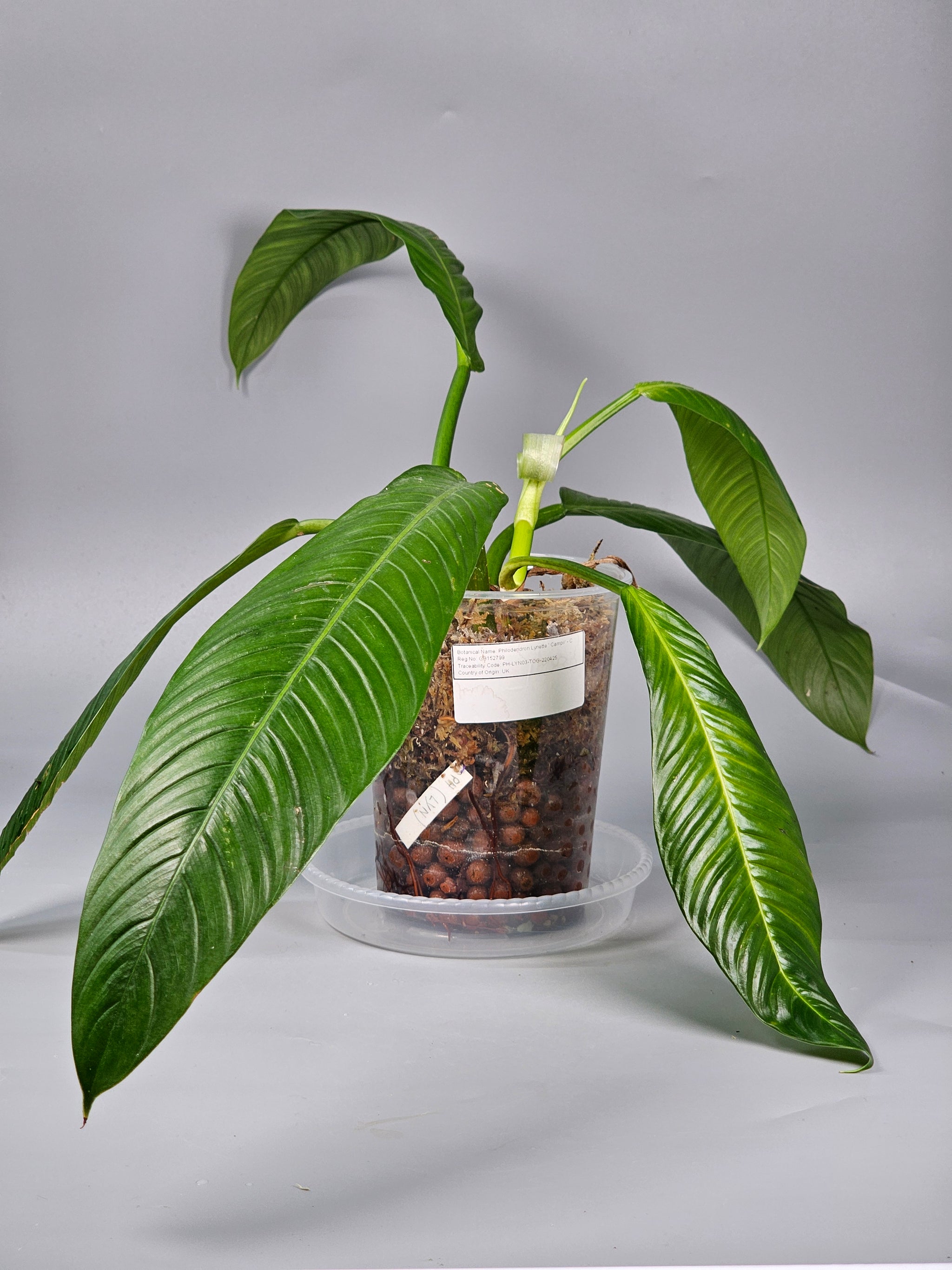 Philodendron Lynette ' Campii' - C | Rare Houseplants