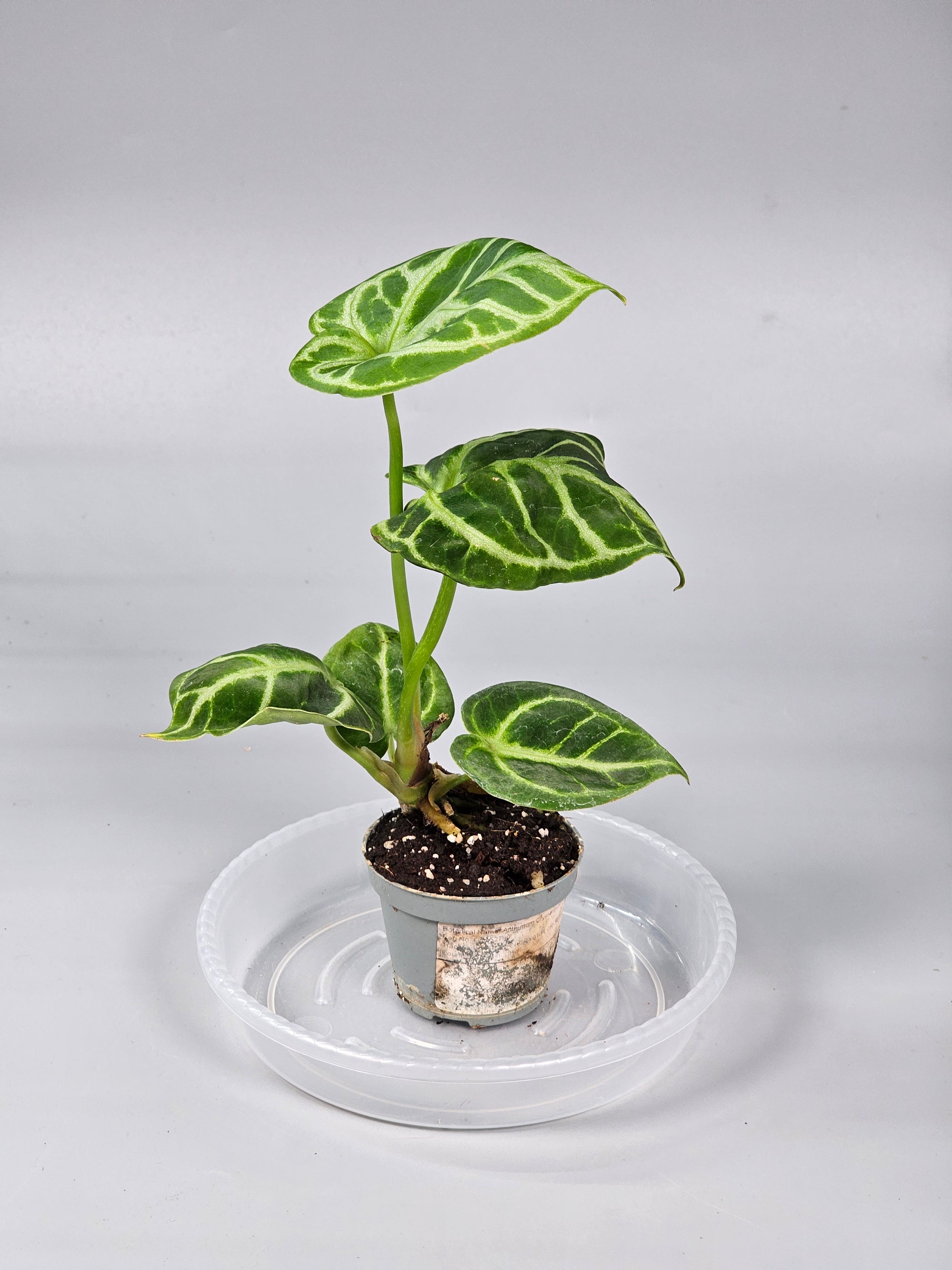 Anthurium Crystallinum 'dorayaki' 6cm- A | Rare Houseplants