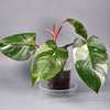 Philodendron 'red Anderson' - A | Rare Houseplants