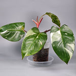 Philodendron 'red Anderson' - A | Rare Houseplants