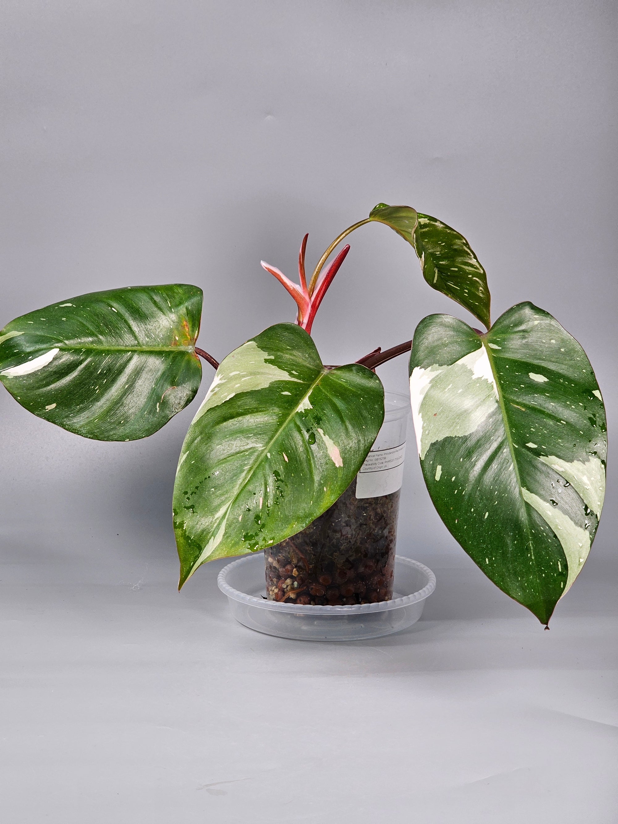 Philodendron 'red Anderson' - A | Rare Houseplants