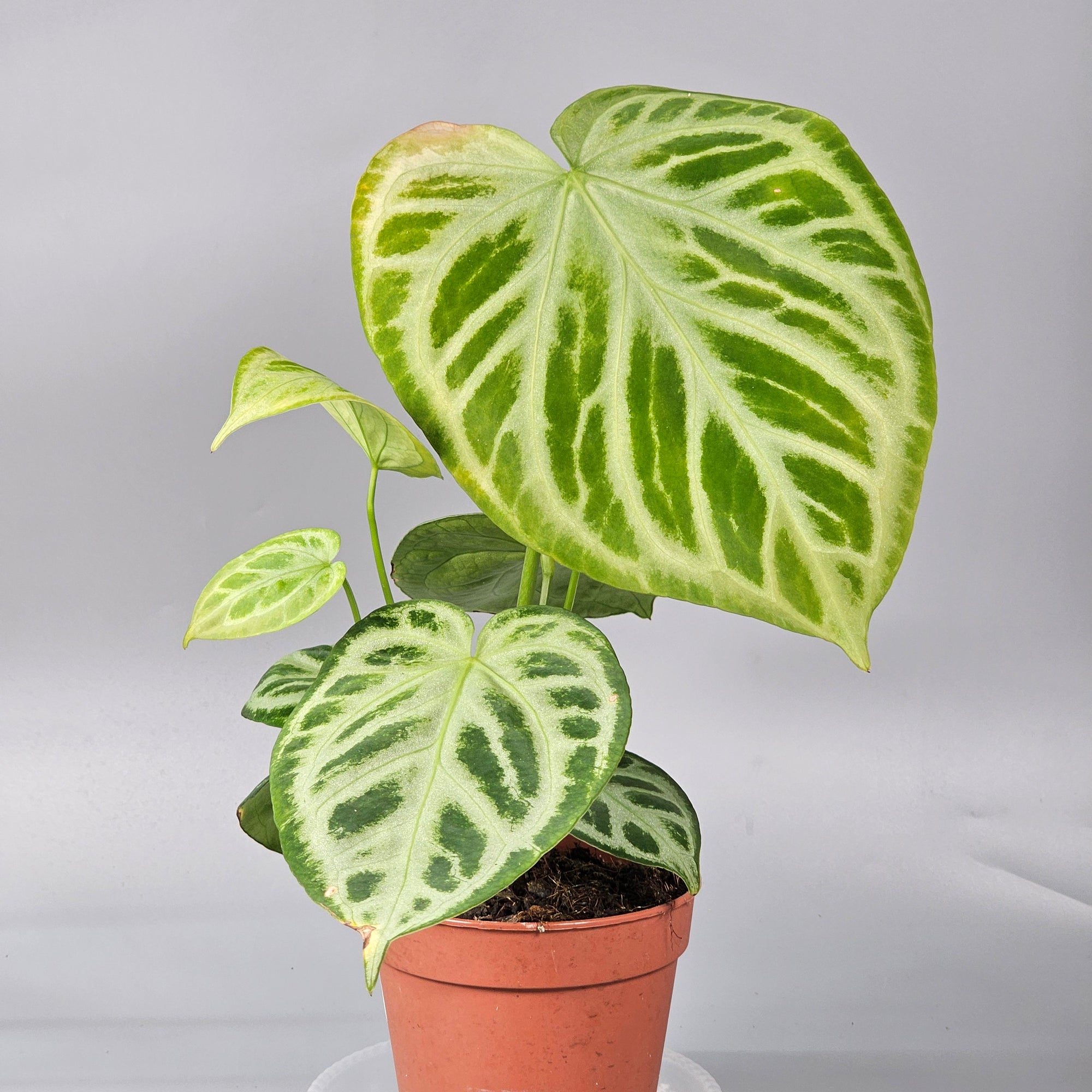 Anthurium Crystallinum `Silver Blush` A