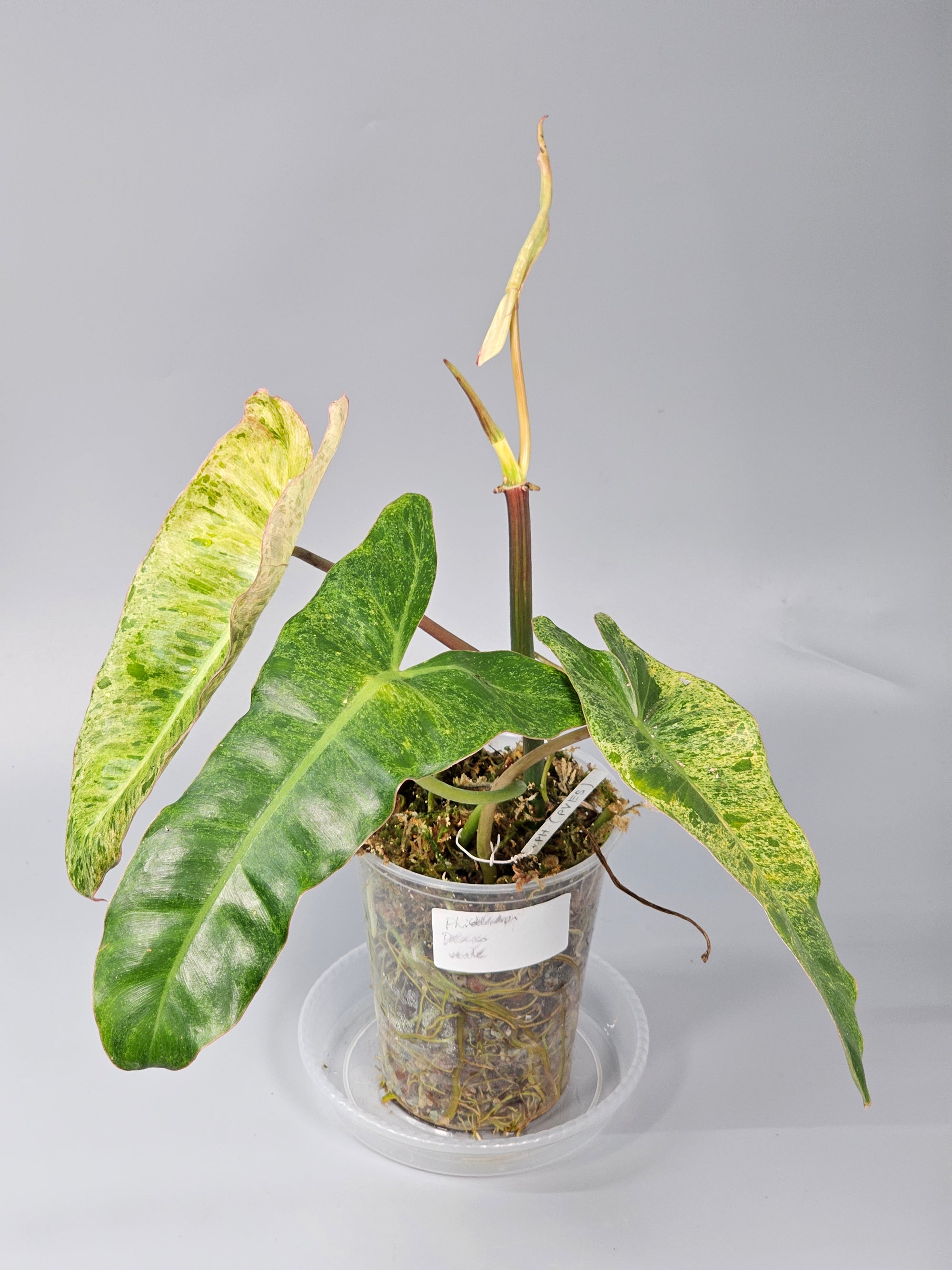 Philodendron Paraiso Verde A | Rare Houseplants