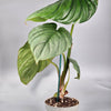 Philodendron Sp Colombia - G | Rare Houseplants