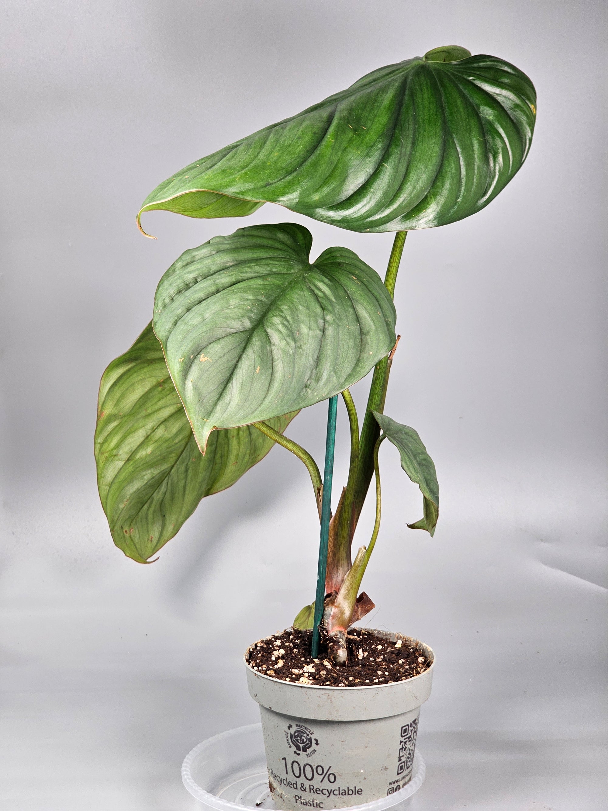 Philodendron Sp Colombia - G | Rare Houseplants