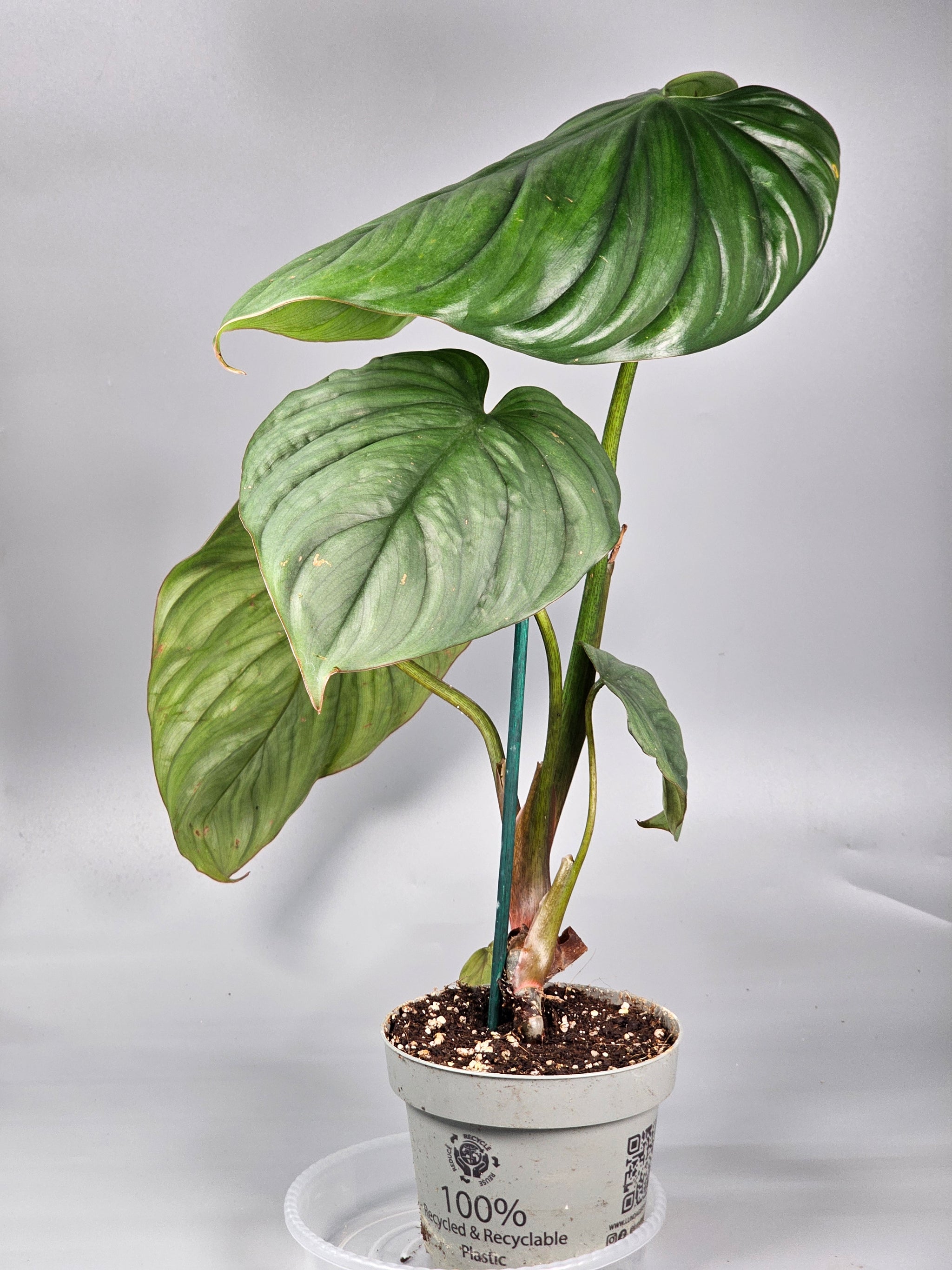 Philodendron Sp Colombia - G | Rare Houseplants