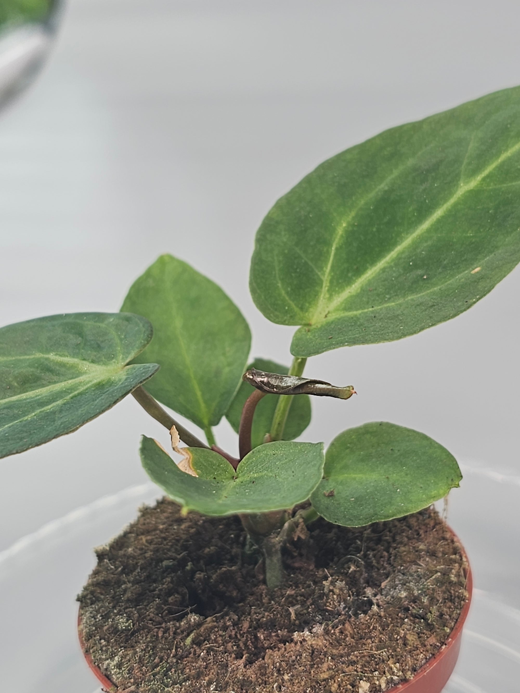 Anthurium Magnificum - I | Rare Houseplants